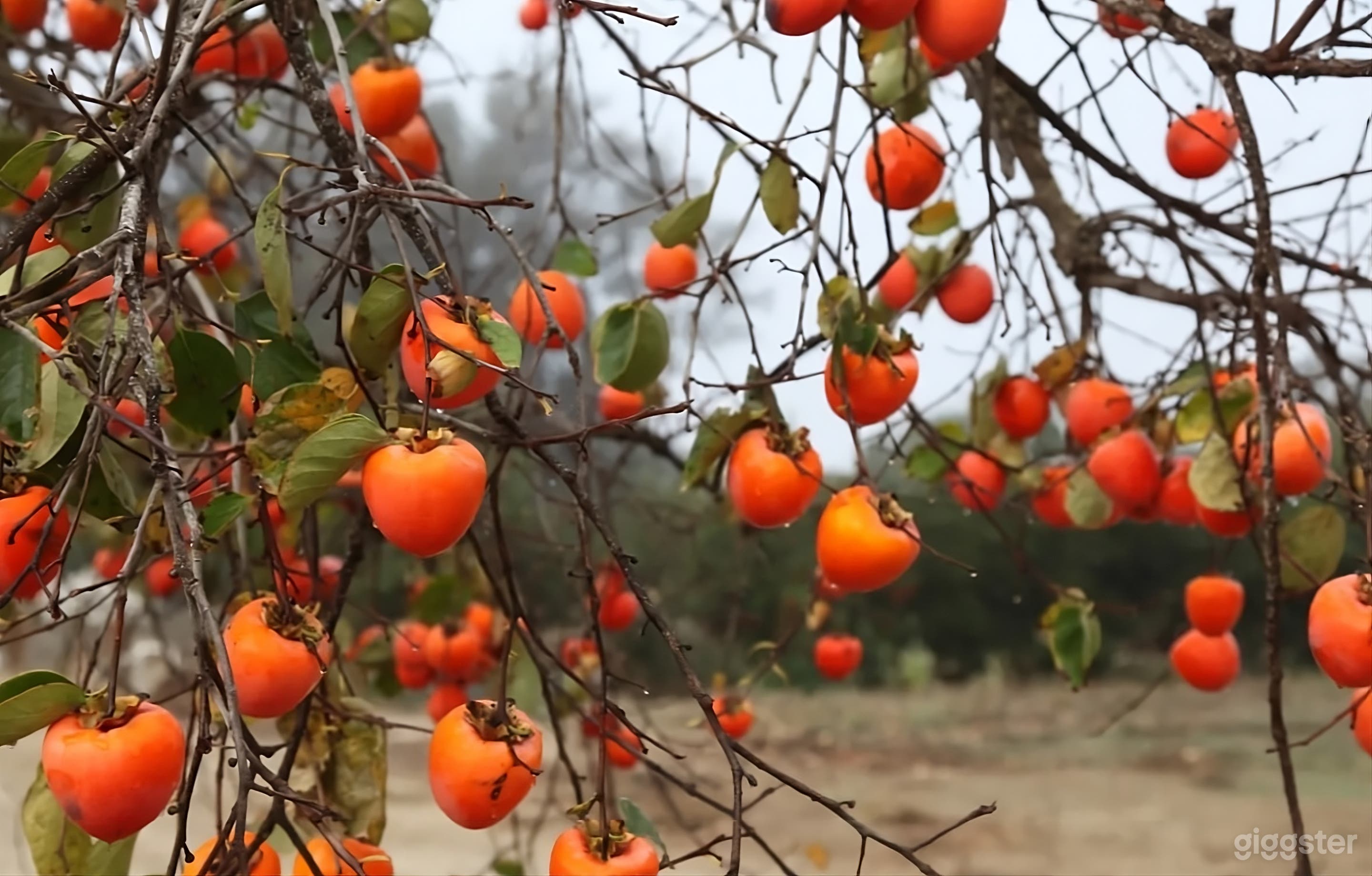 Expansive Historic Backyard Photo 2
