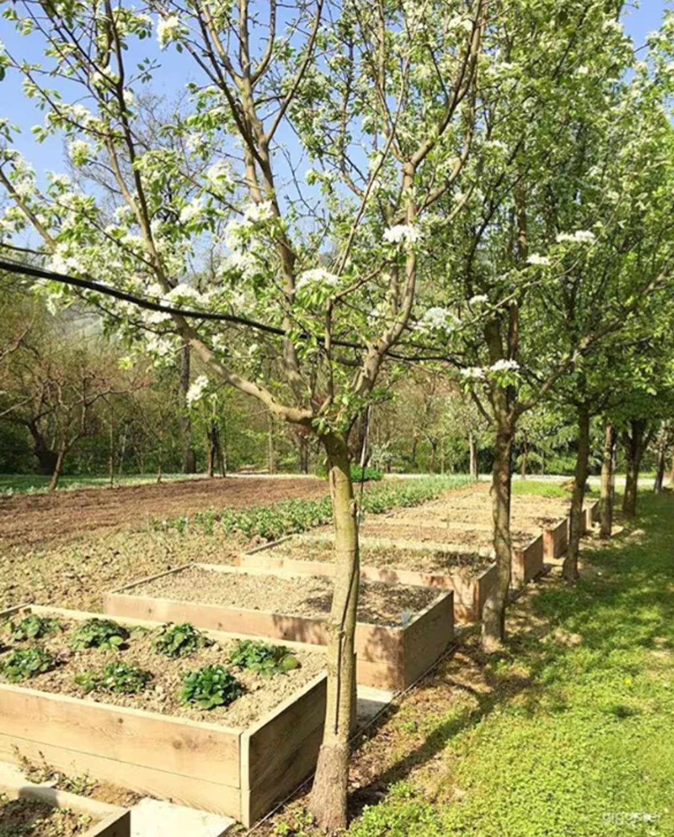 Foto di Ampio Giardino Privato in Tenuta di Campagna 3