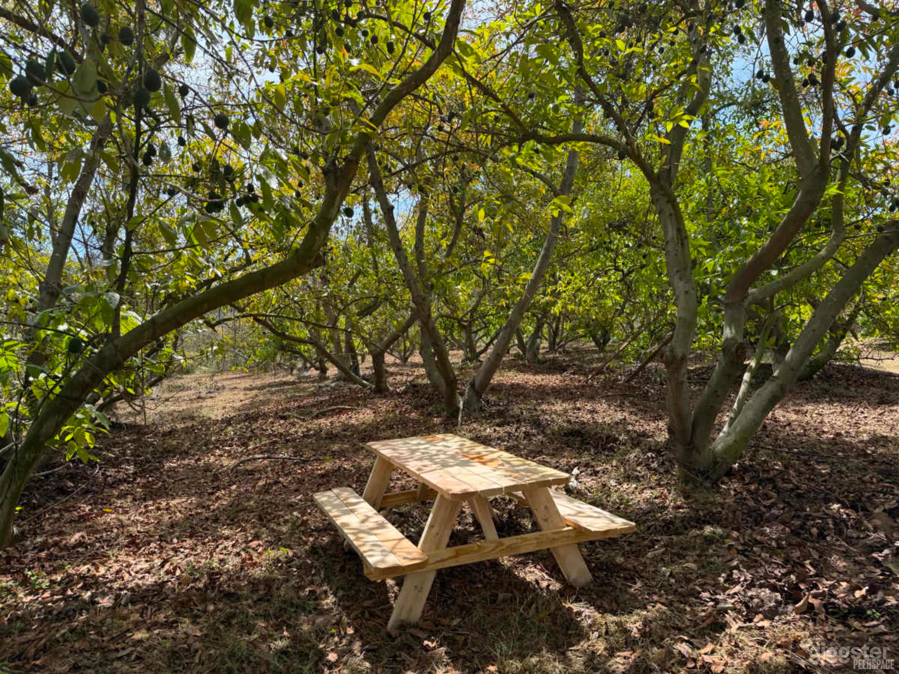 Private Avocado Ranch with Cinematic Hillside Views Photo 4