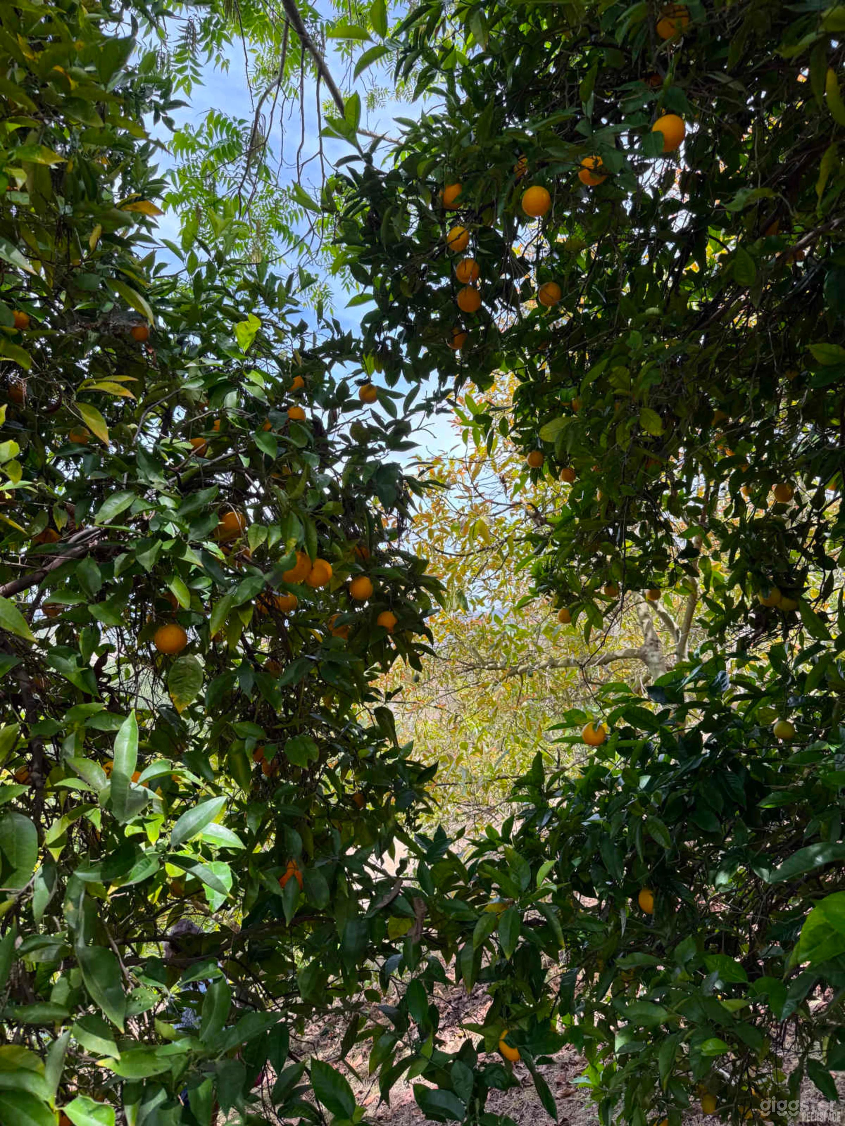 Private Avocado Ranch with Cinematic Hillside Views Photo 3
