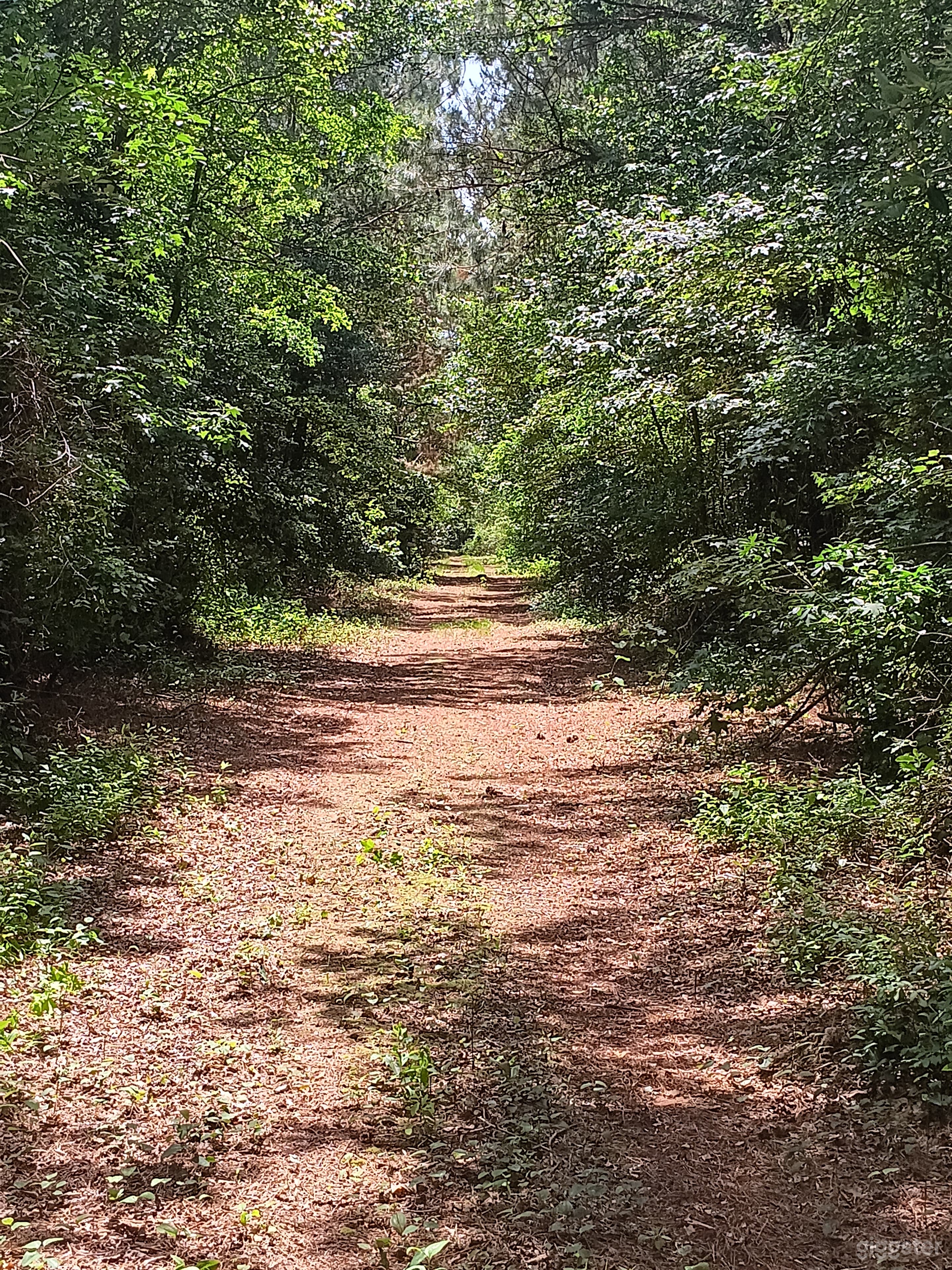 30 acres of woodlands Photo 1