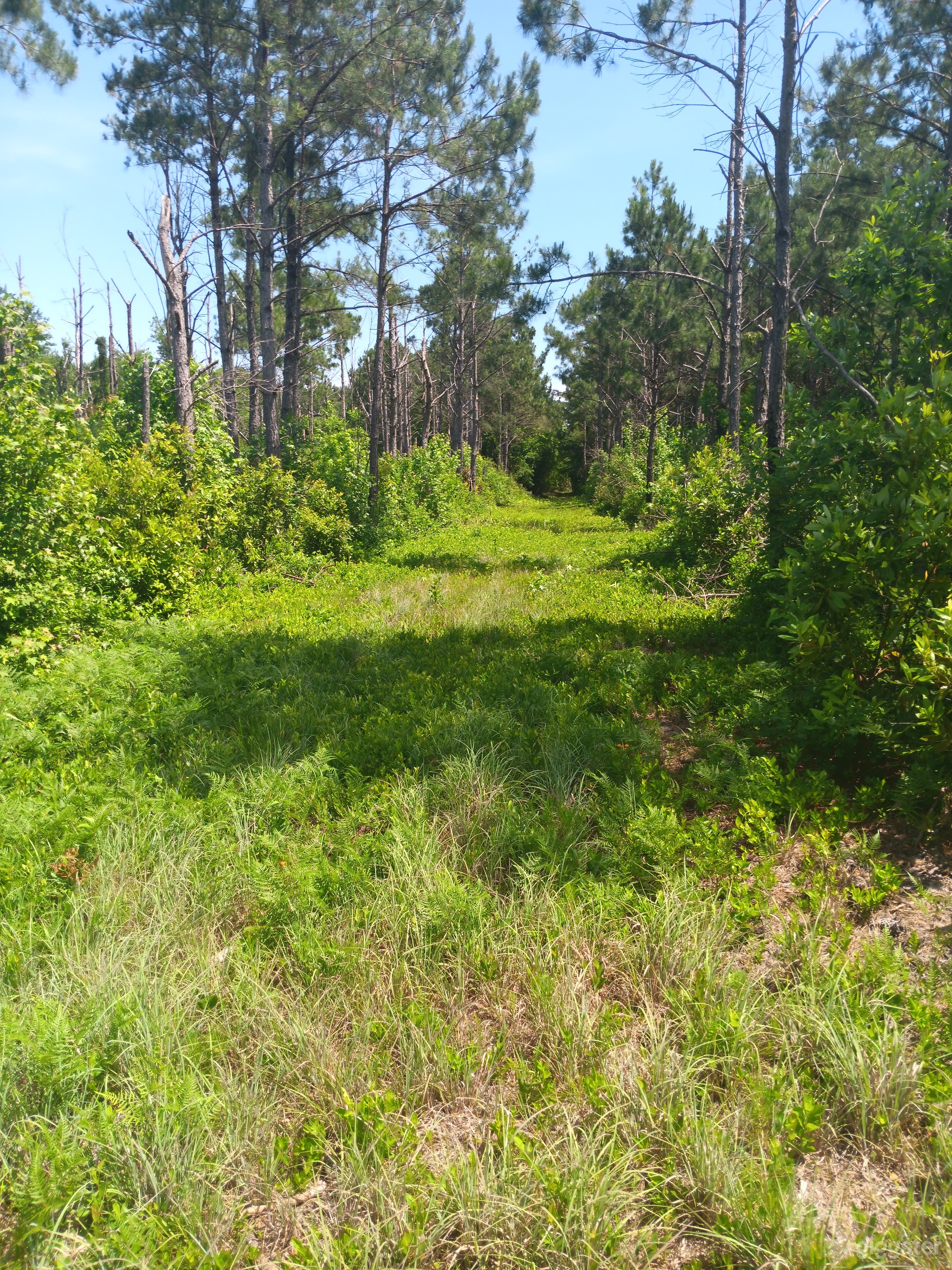 30 acres of woodlands Photo 2