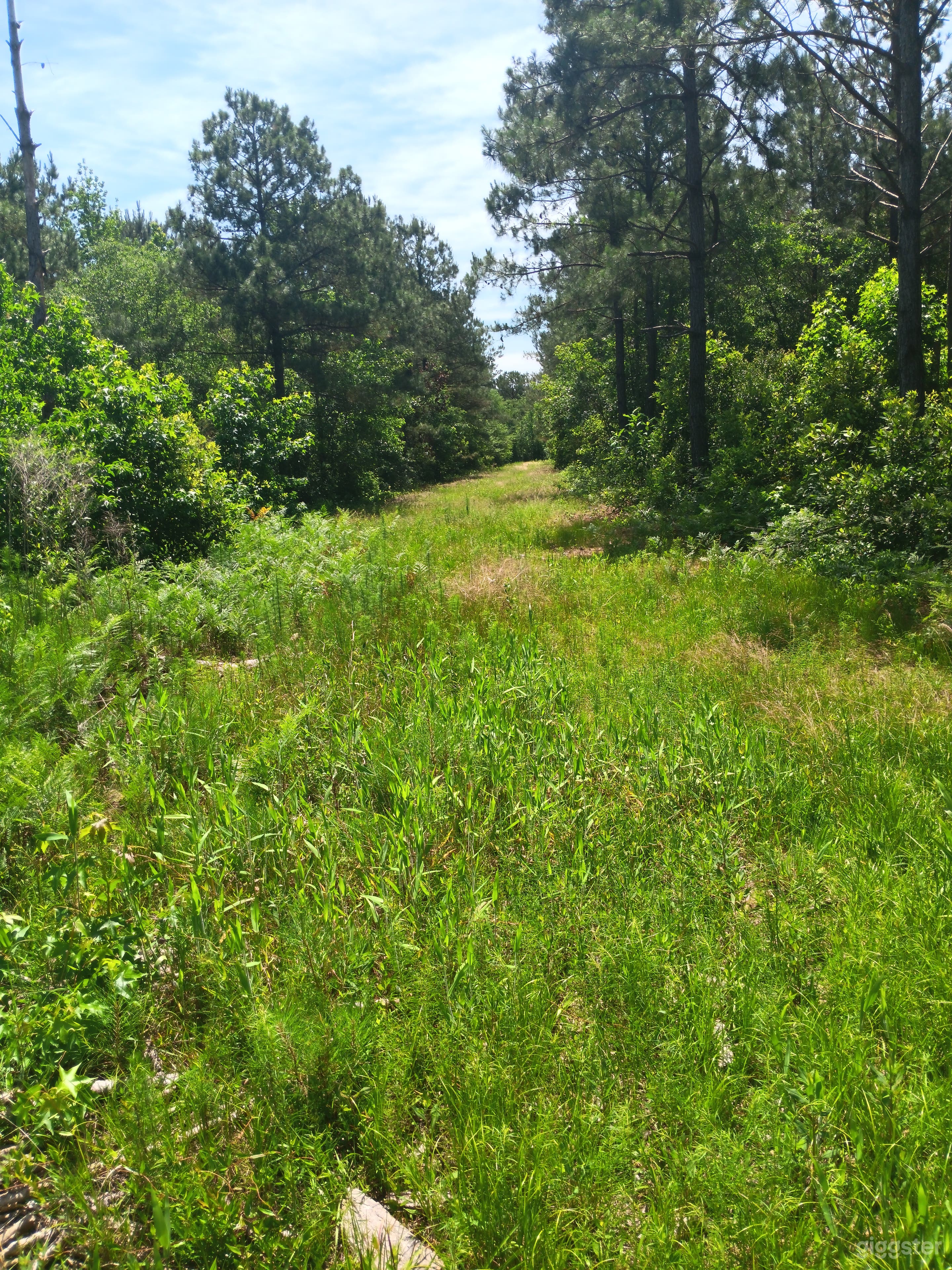 30 acres of woodlands Photo 3