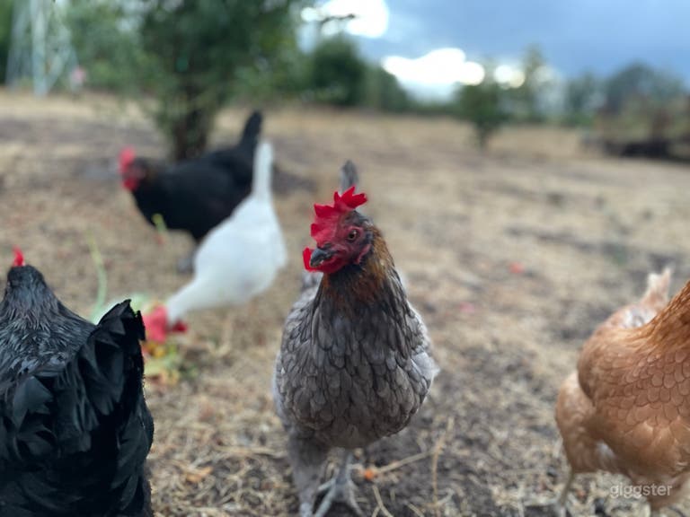  We have 15 laying chickens and one Rooster, enjoy he country life! 