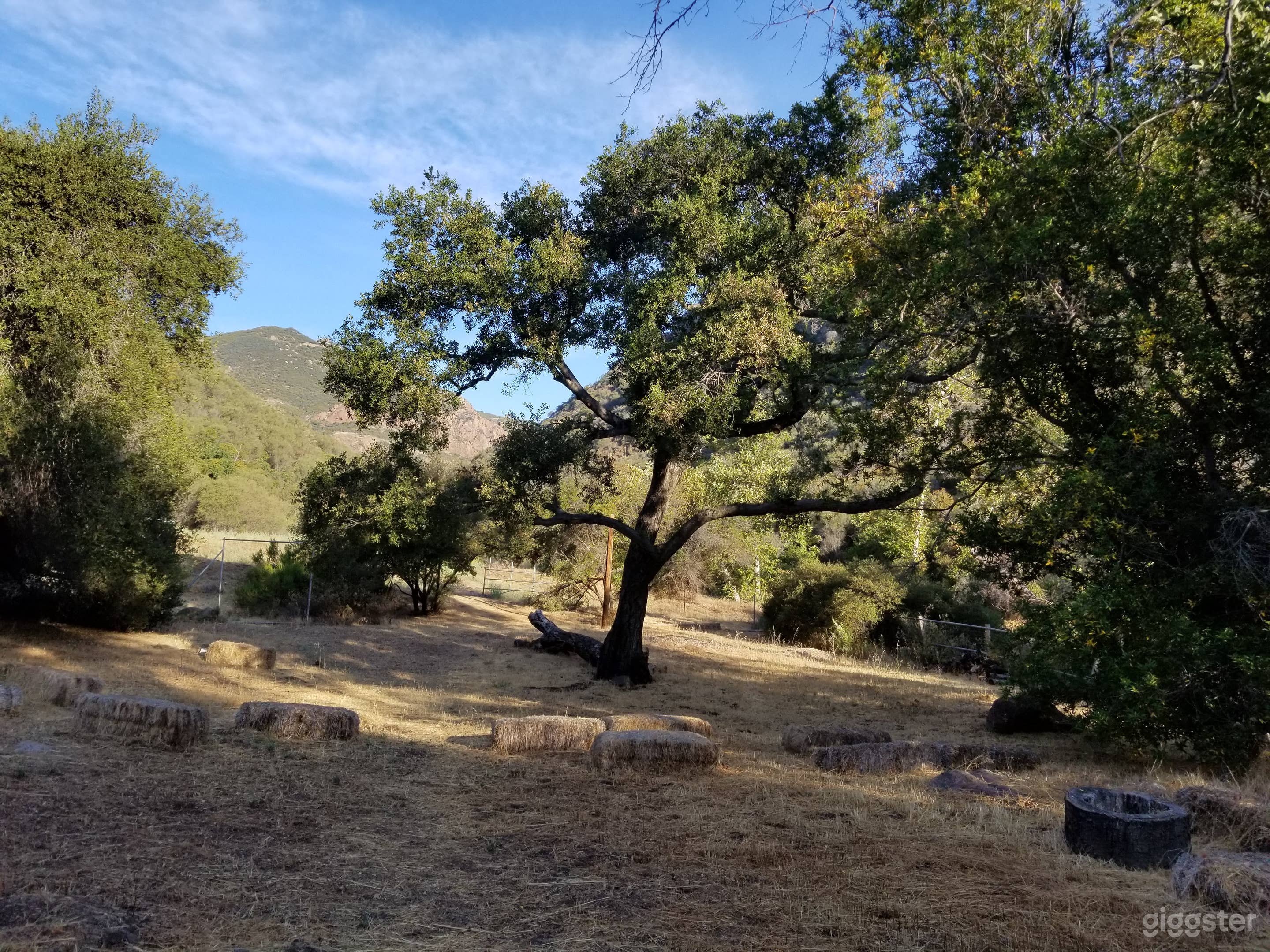 Oak tree in back meadow