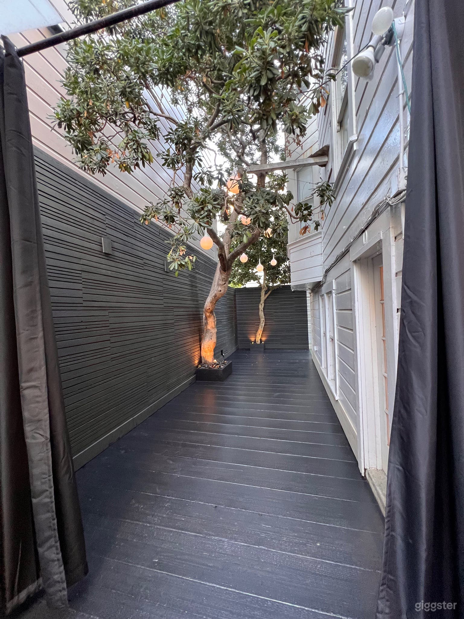 Back Garden Flowering Pittosporum (Fall) and Japanese Flowering Quince (Spring) 