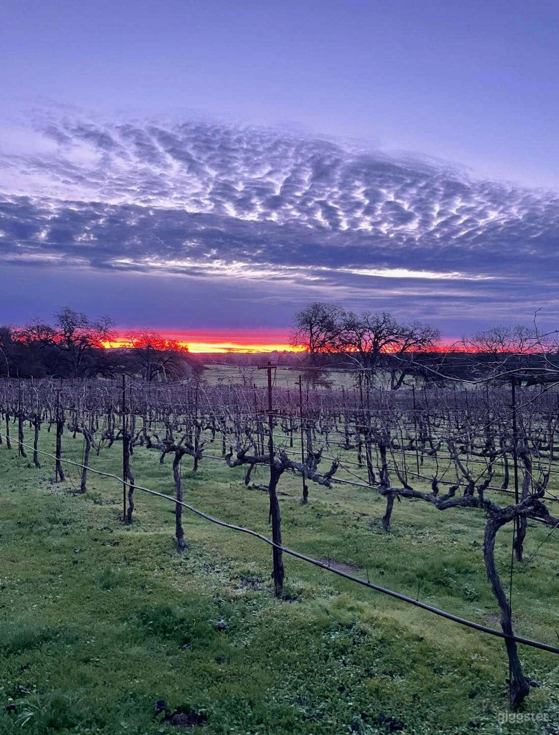 Stunning Vineyard and Event Venue in Lincoln, CA Photo 3