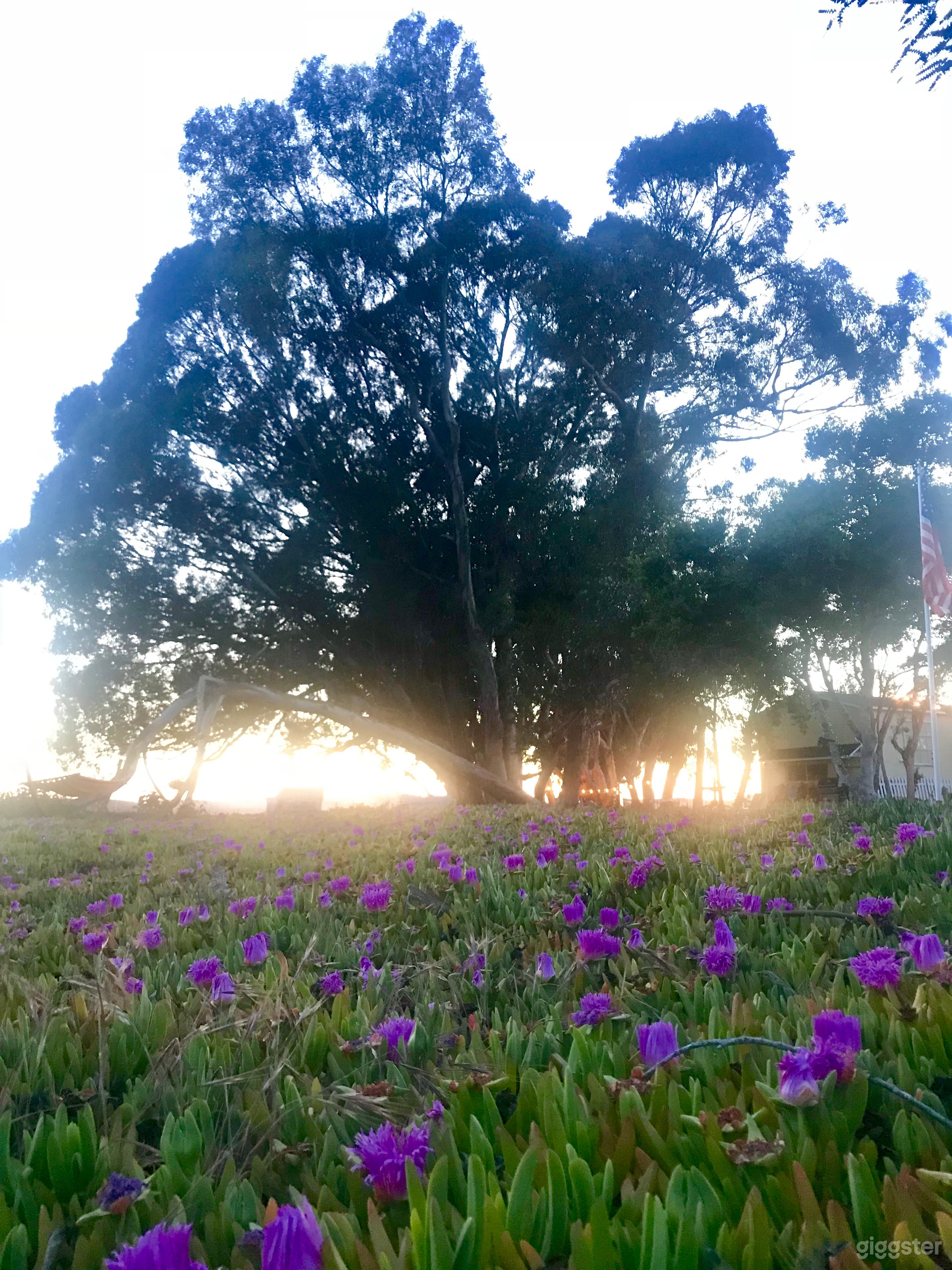 The Dream Cottage Photo 3