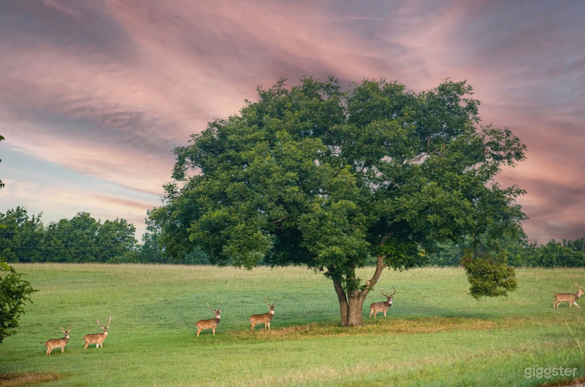 Pecan, walnut and oak trees