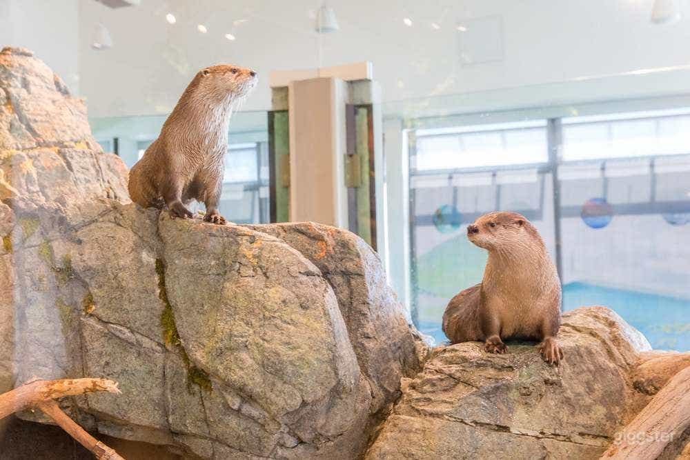 River Otter Exhibit Photo 1