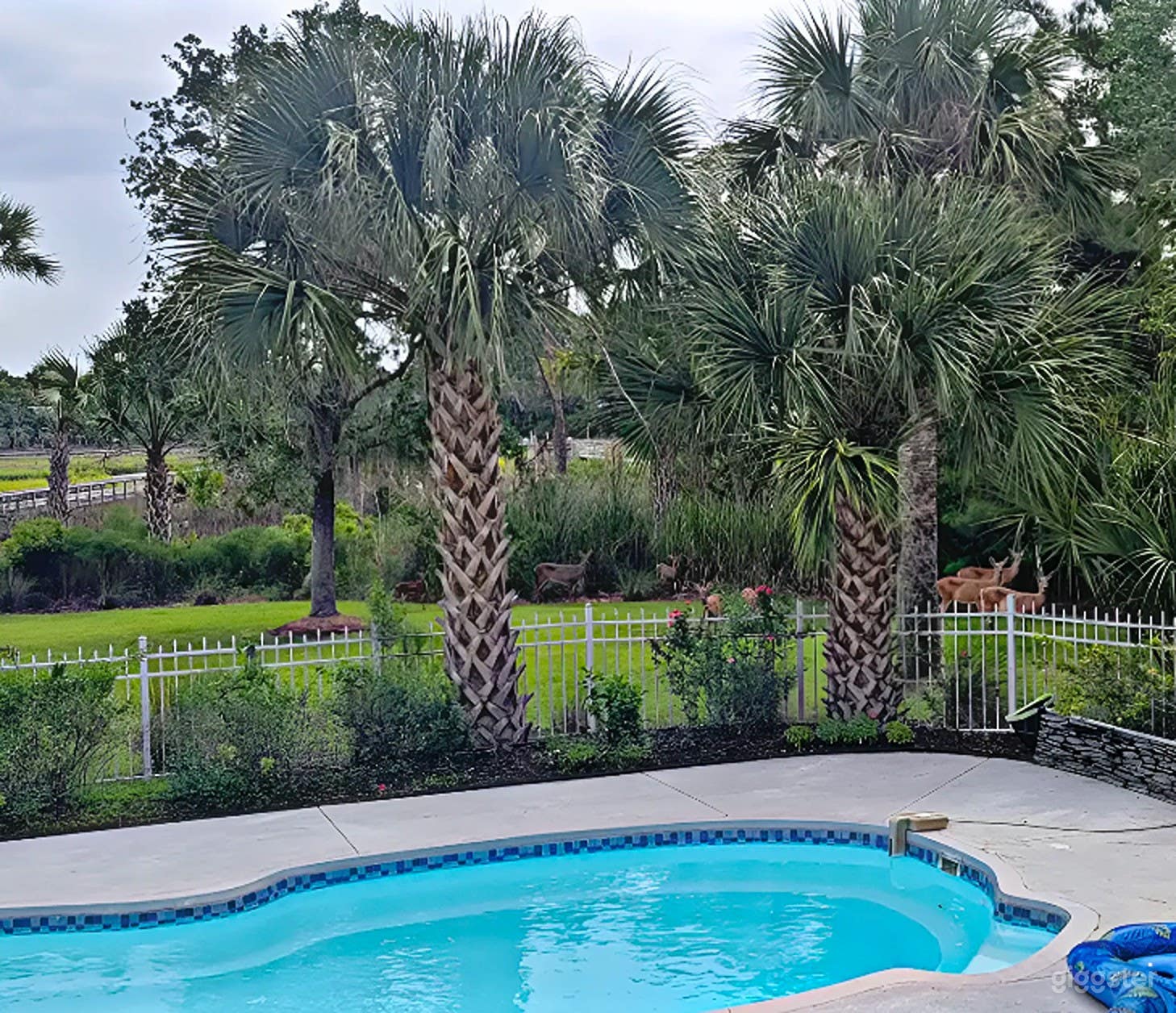 Private Saltwater Pool Oasis on a Secluded 1.13-Acre Estate Photo 3