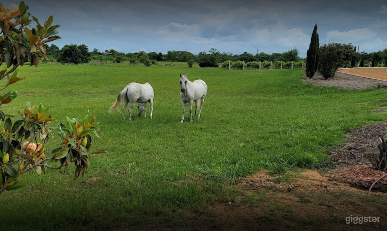 Large and Bright Vineyard and Grounds  Photo 4
