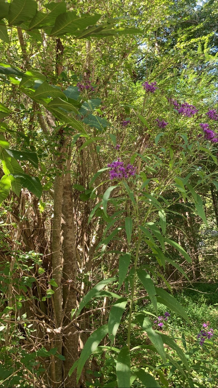 Lush Vacant Land Ready for Filming or Events Photo 4