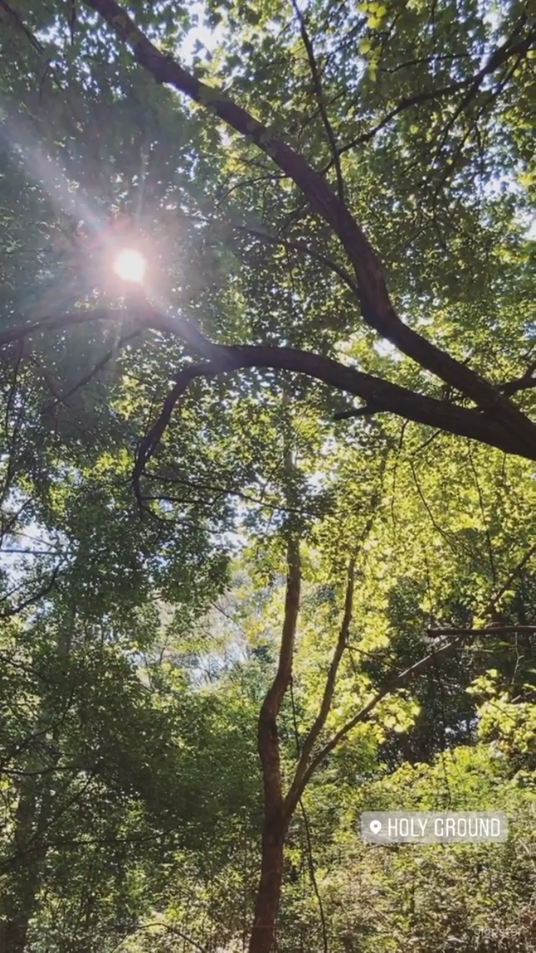 Lush Vacant Land Ready for Filming or Events Photo 2