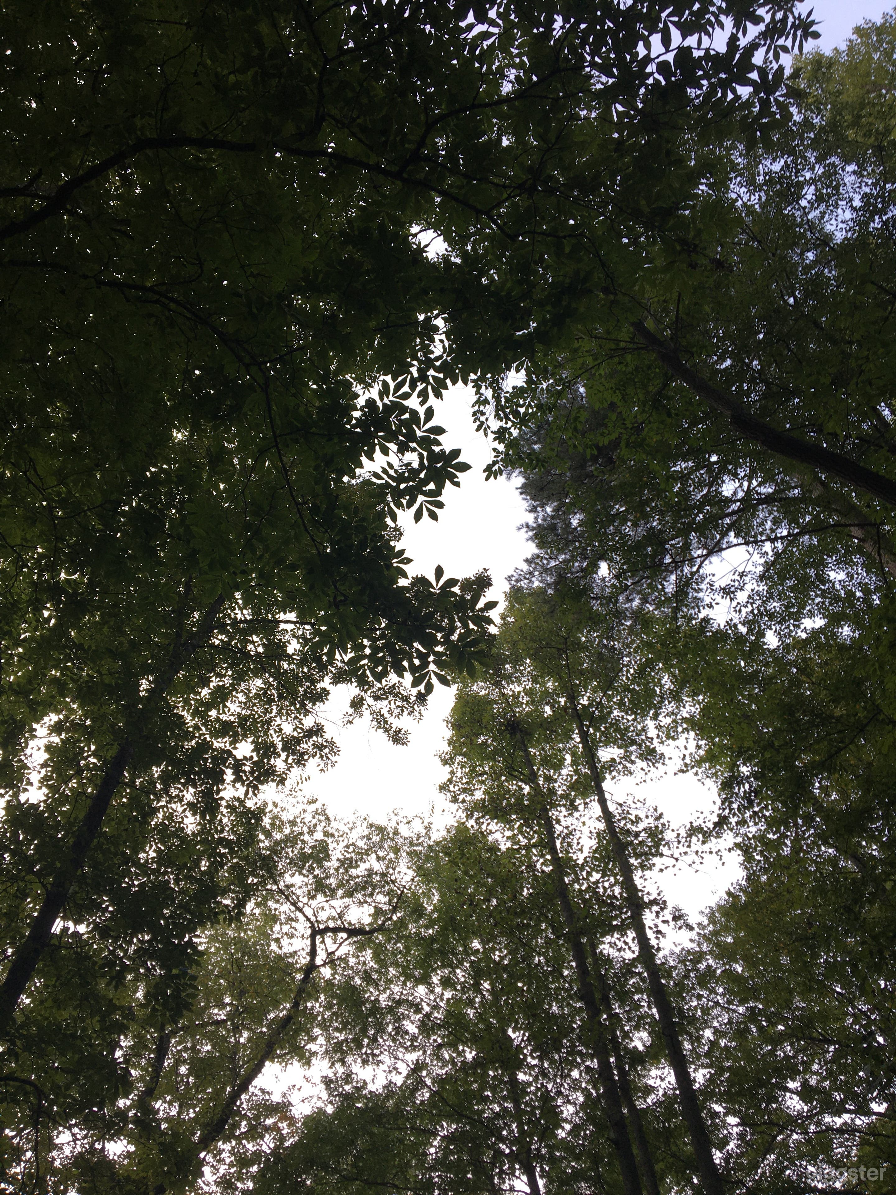 Lush Vacant Land Ready for Filming or Events Photo 1