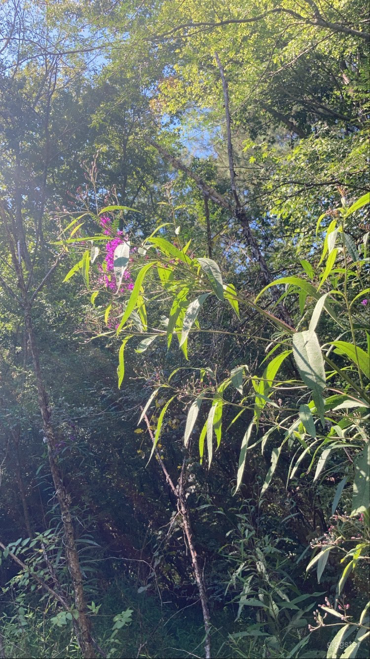 Lush Vacant Land Ready for Filming or Events Photo 3