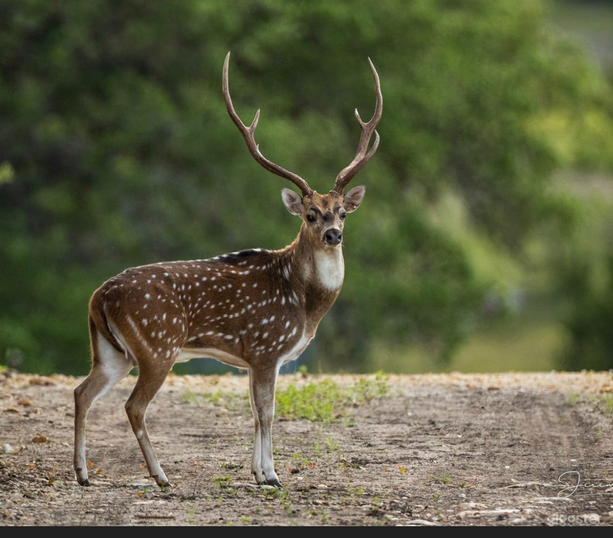 The Pearl Ranch- Film here ! Photo 4