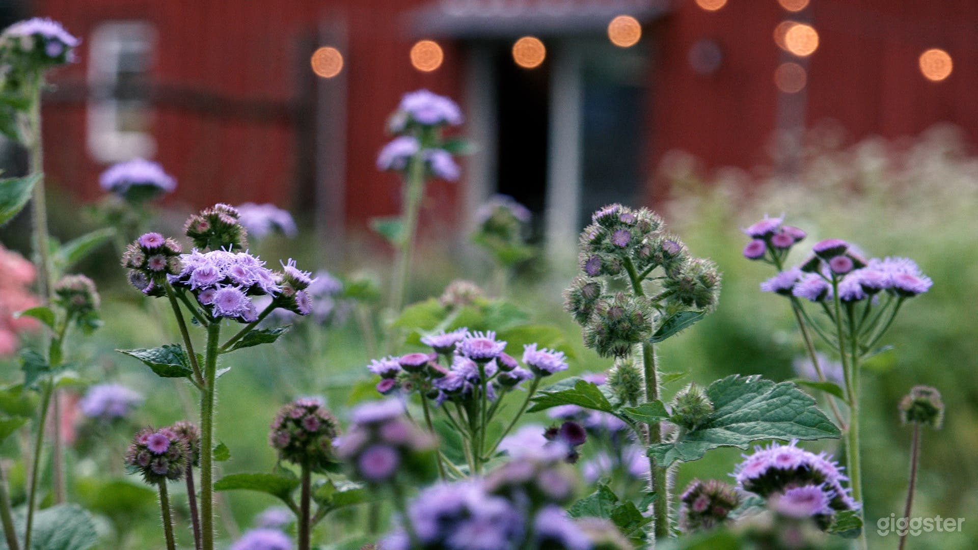 Rustic Flower Farm Amidst 641-Acre Bird Sanctuary Photo 3