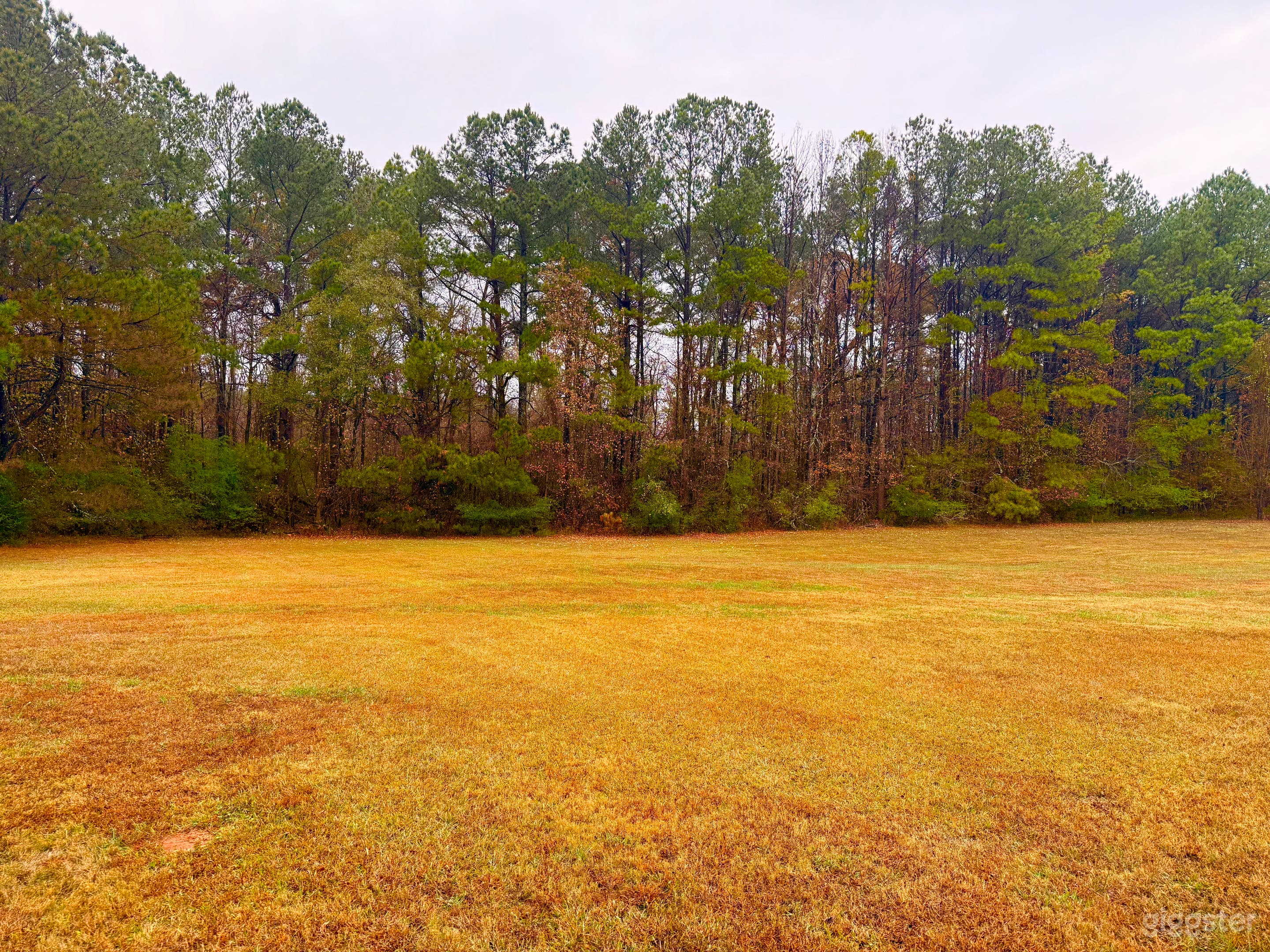 Quiet Forest-Edge Backyard Photo 4