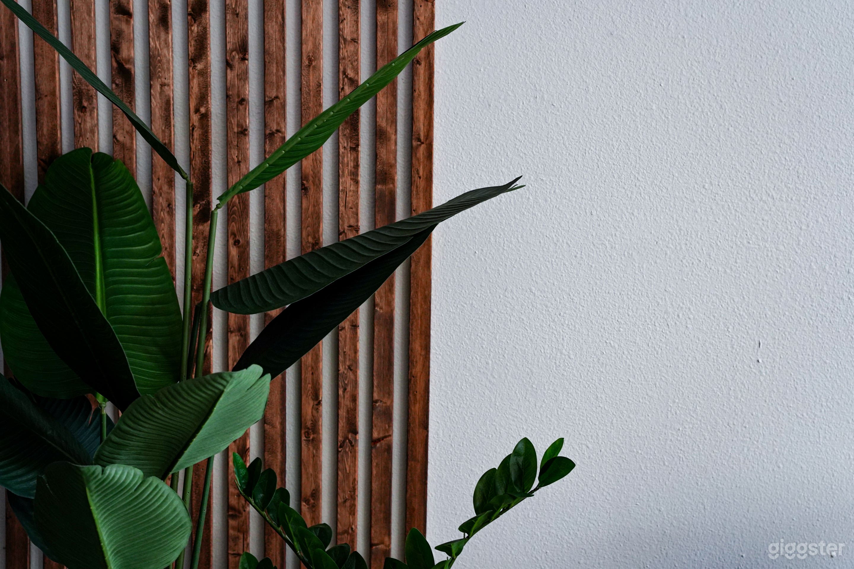 Natural Light Studio in Dallas Photo 3