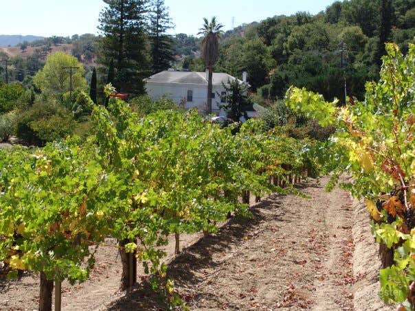 Vineyard and Farm Venue in Novato Photo 3