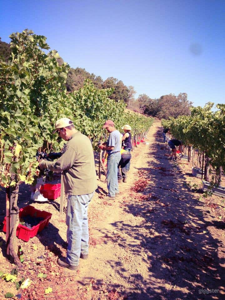  Vineyard and Farm Venue in Novato 