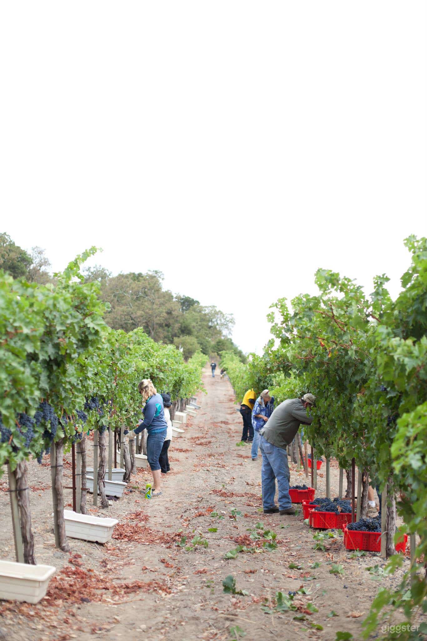 Vineyard and Farm Venue in Novato Photo 2
