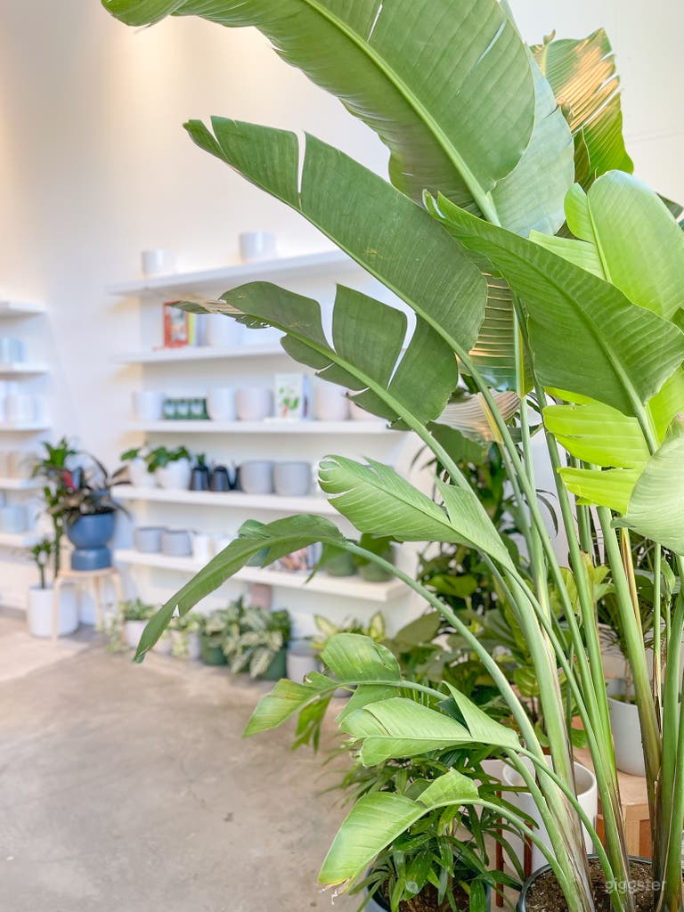 Modern, Stylish Plant Shop with High Ceilings 