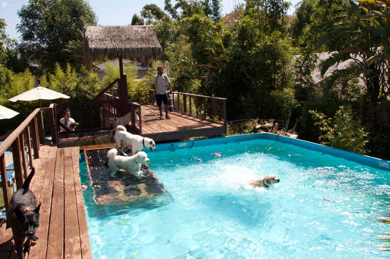  Pet Ranch with several pools and Spanish style 