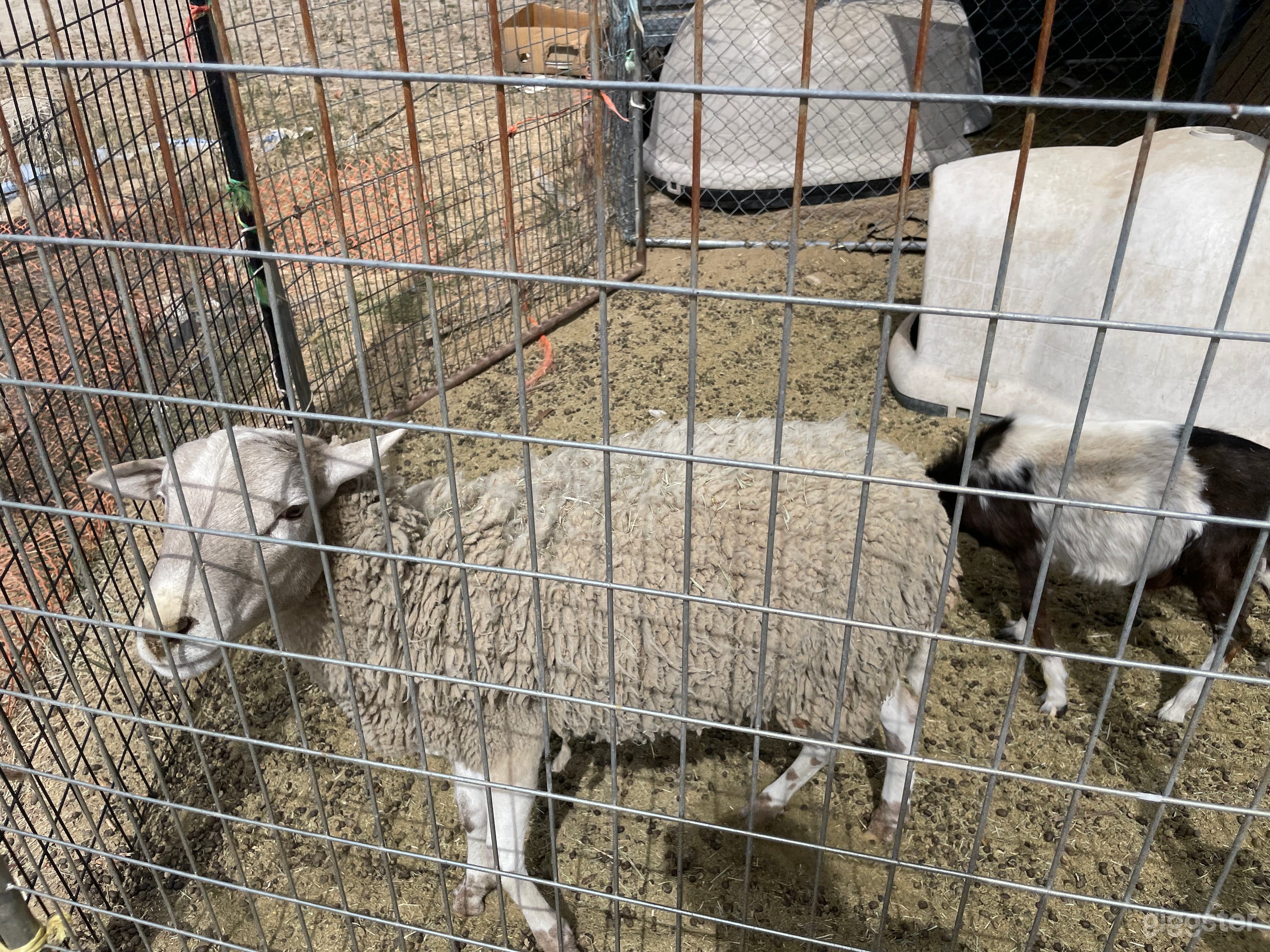 Rustic Animal Farm Photo 2