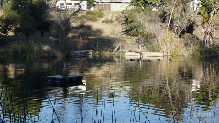  View of the pond with some of the local wildlife 