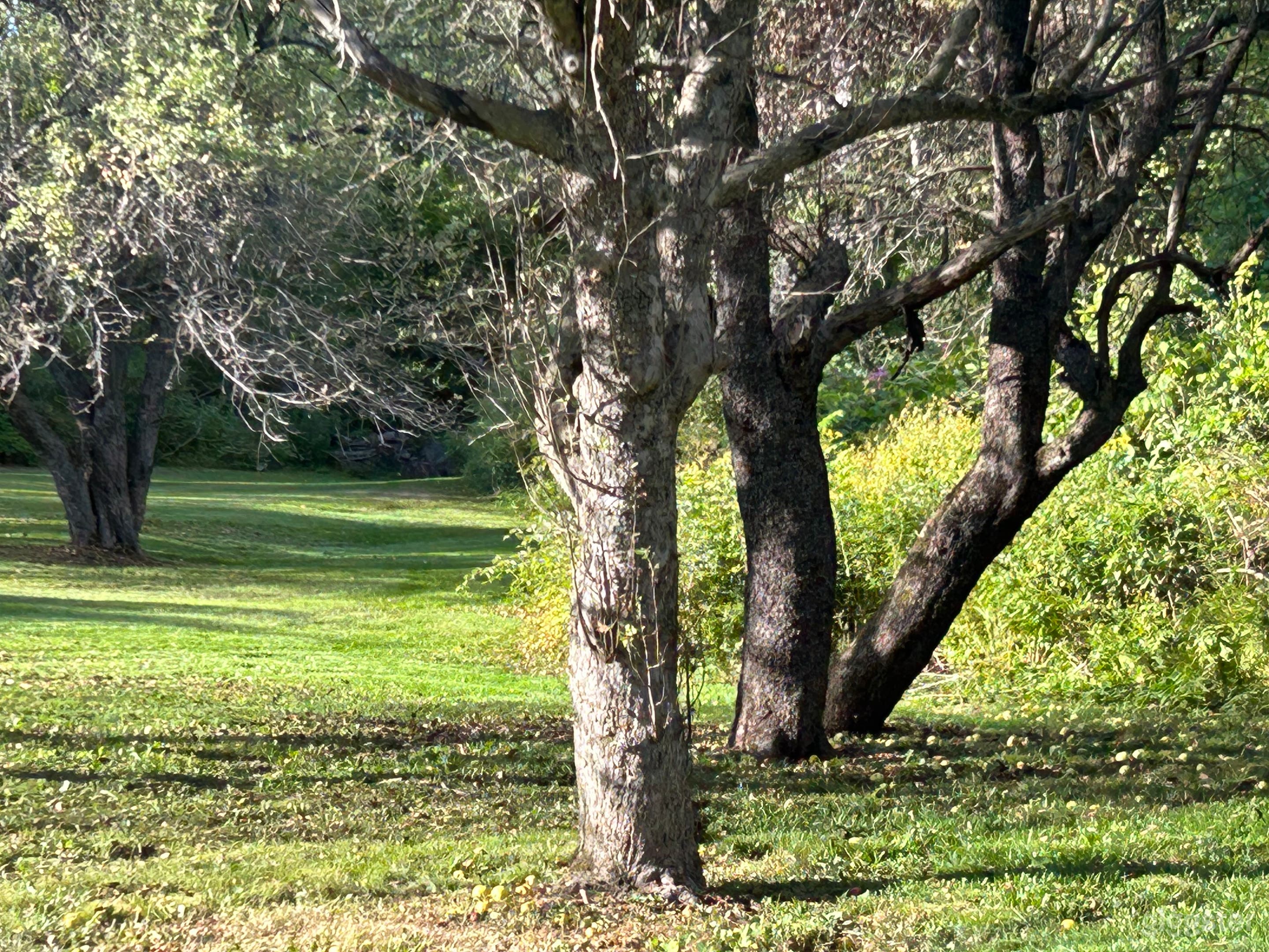 Green Mountain Landscapes with Cabin and Apple Grove Photo 2