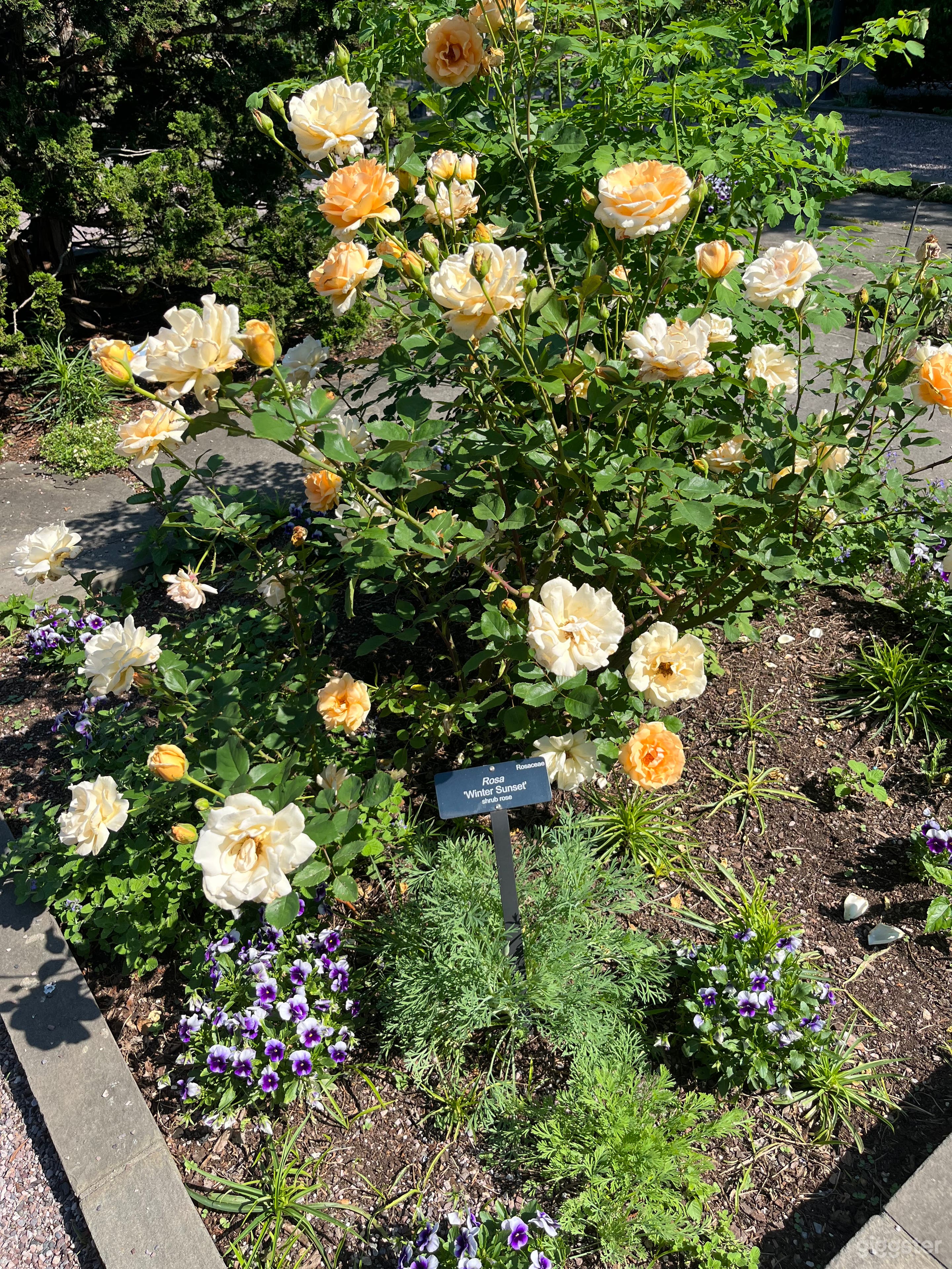 Blue Ridge mountain cabin with  English garden Photo 4