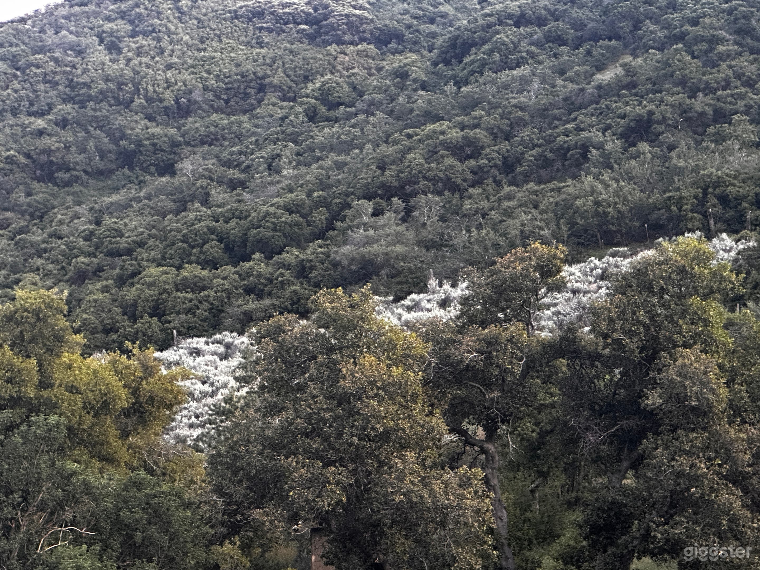 Wild Sage Hill – Cinematic Desert Wilderness Photo 2