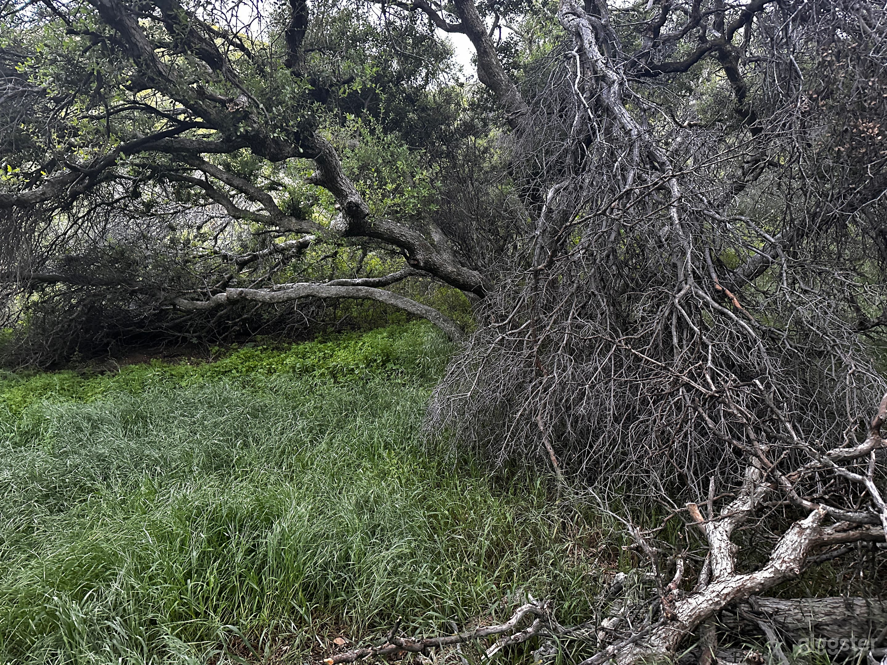Wild Sage Hill – Cinematic Desert Wilderness Photo 3