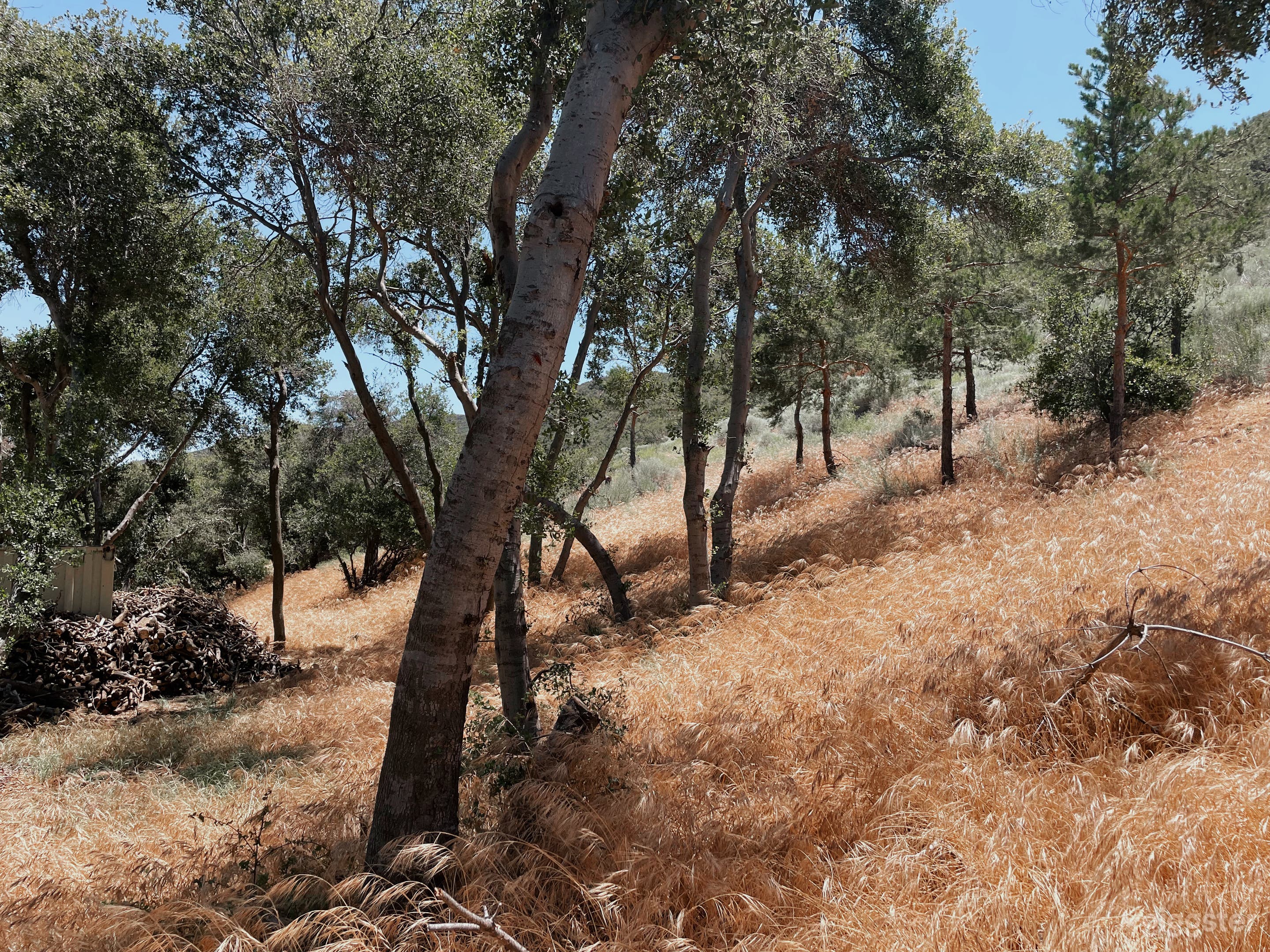 Wild Sage Hill – Cinematic Desert Wilderness Photo 4