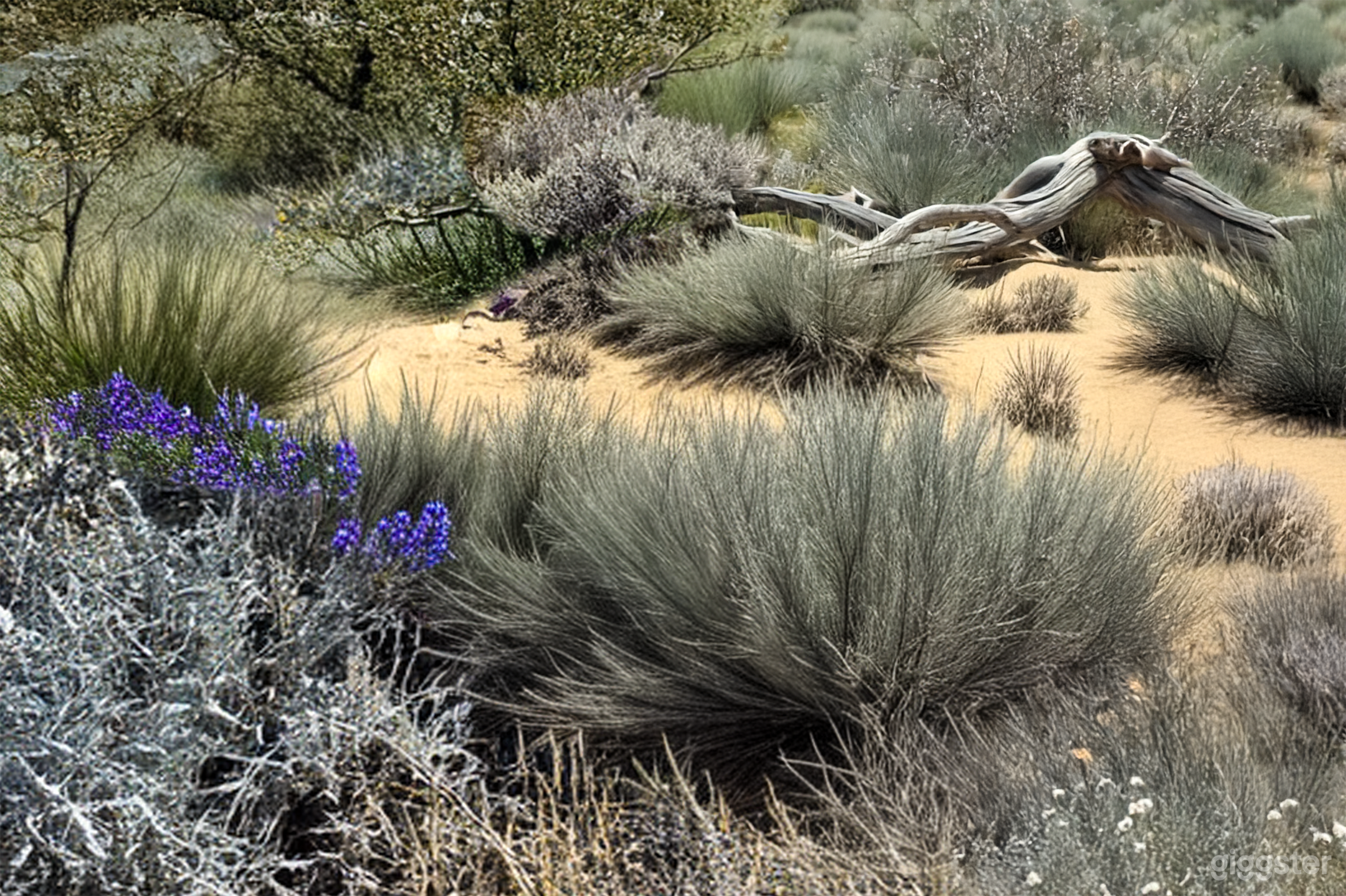 Wild Sage Hill – Cinematic Desert Wilderness Photo 2