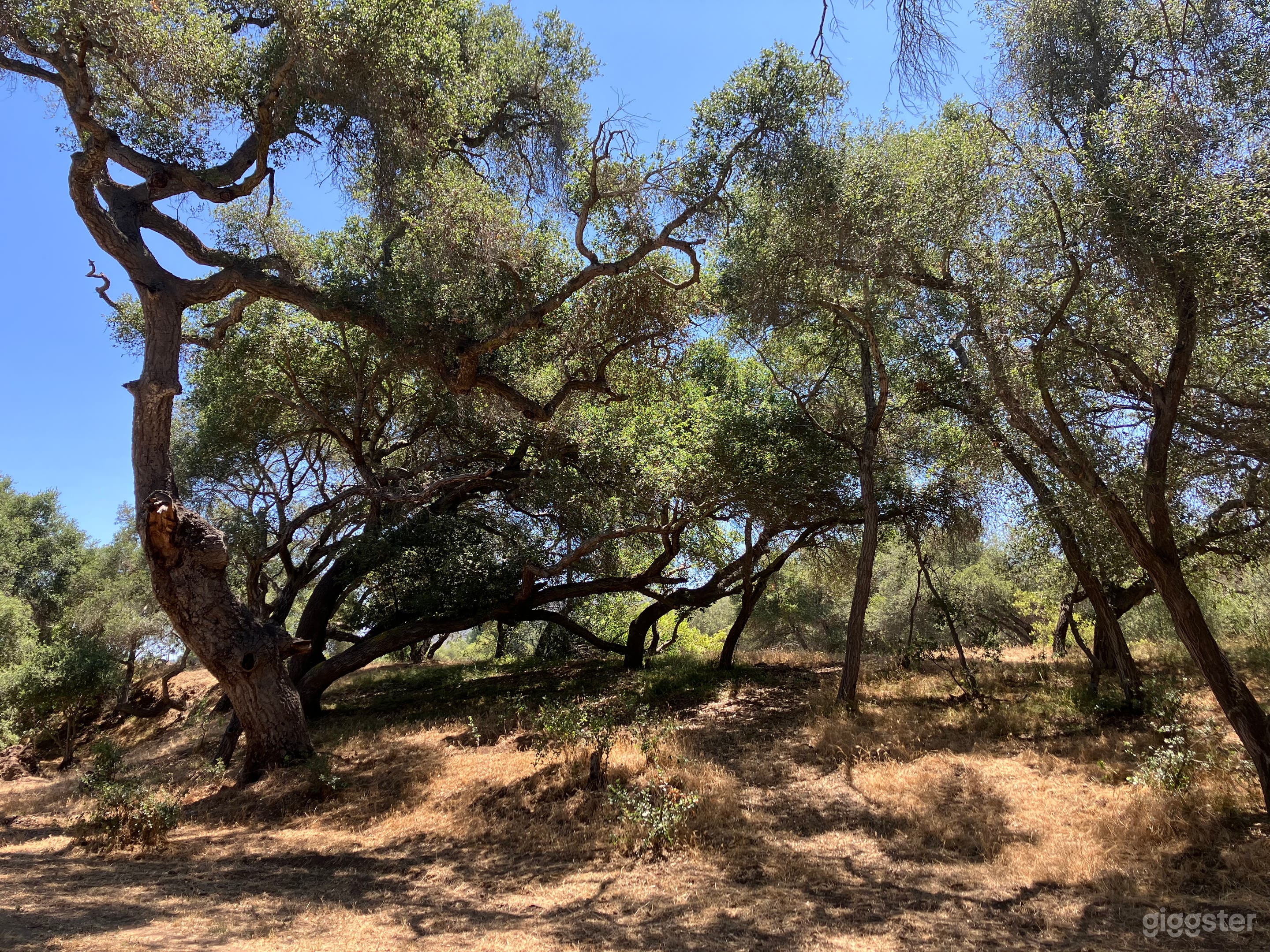 This Old Tree.
One of the tallest and most massive on the property, this ancient oak is affectionately known as "The Long Neck." Its low-reaching branch invites you to climb aboard, as if a gentle dinosaur had lowered its neck to offer a ride.