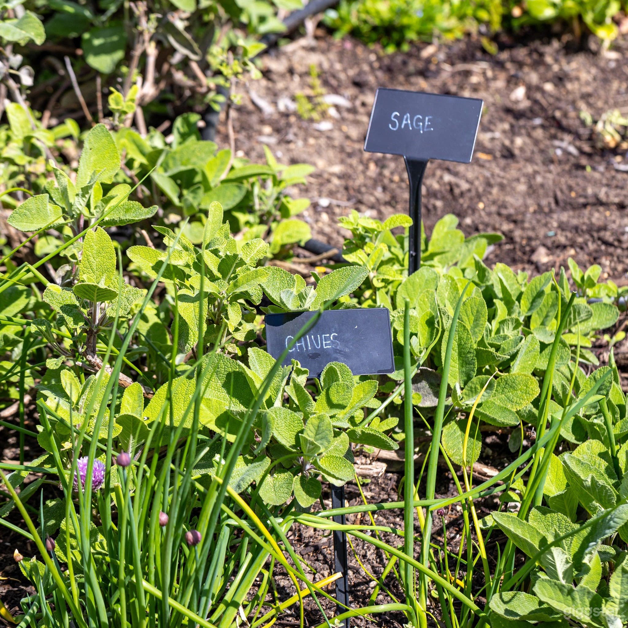 Green Garden for Photoshoots and Events Photo 4