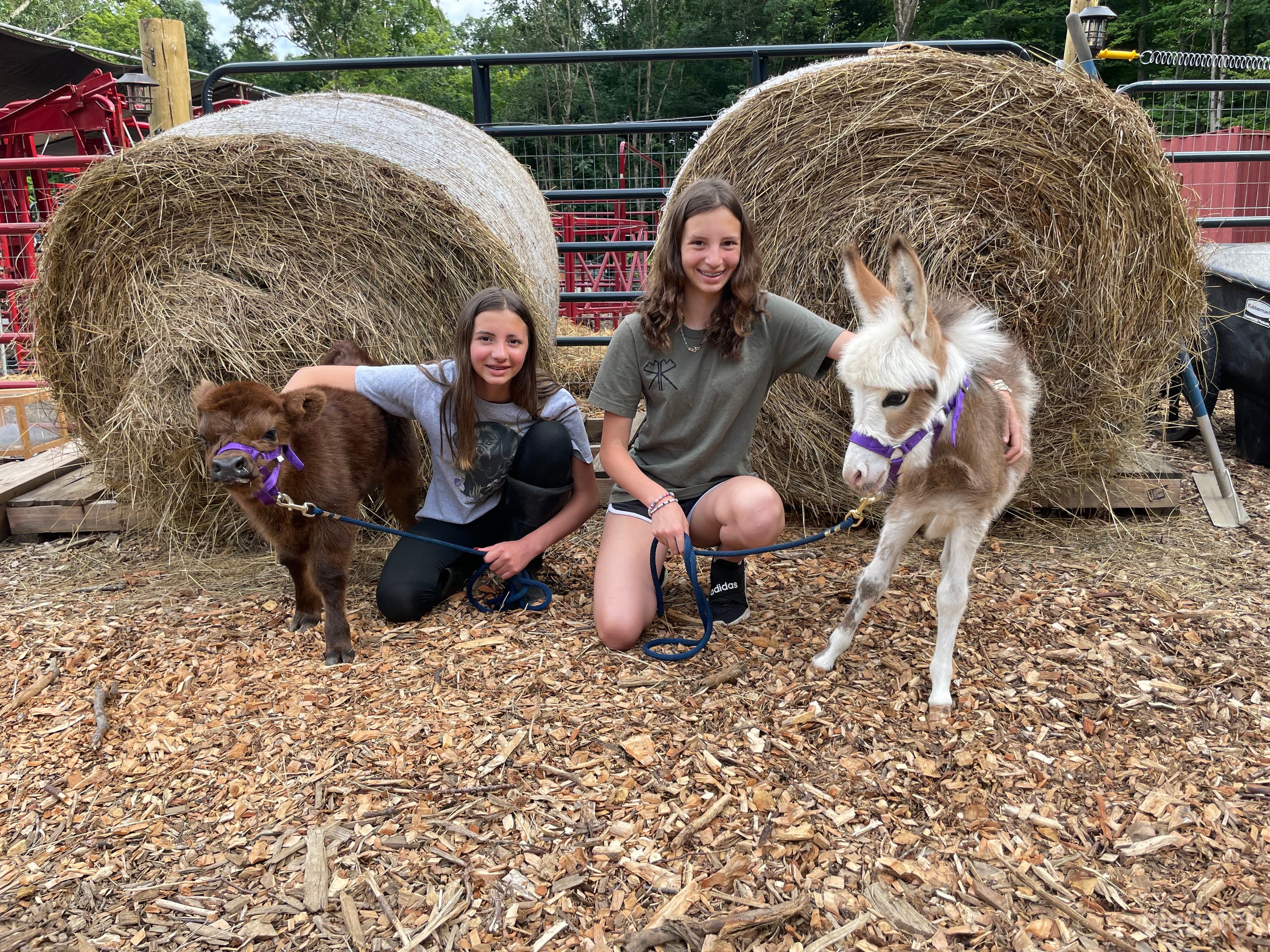 We often have baby animals of everything.