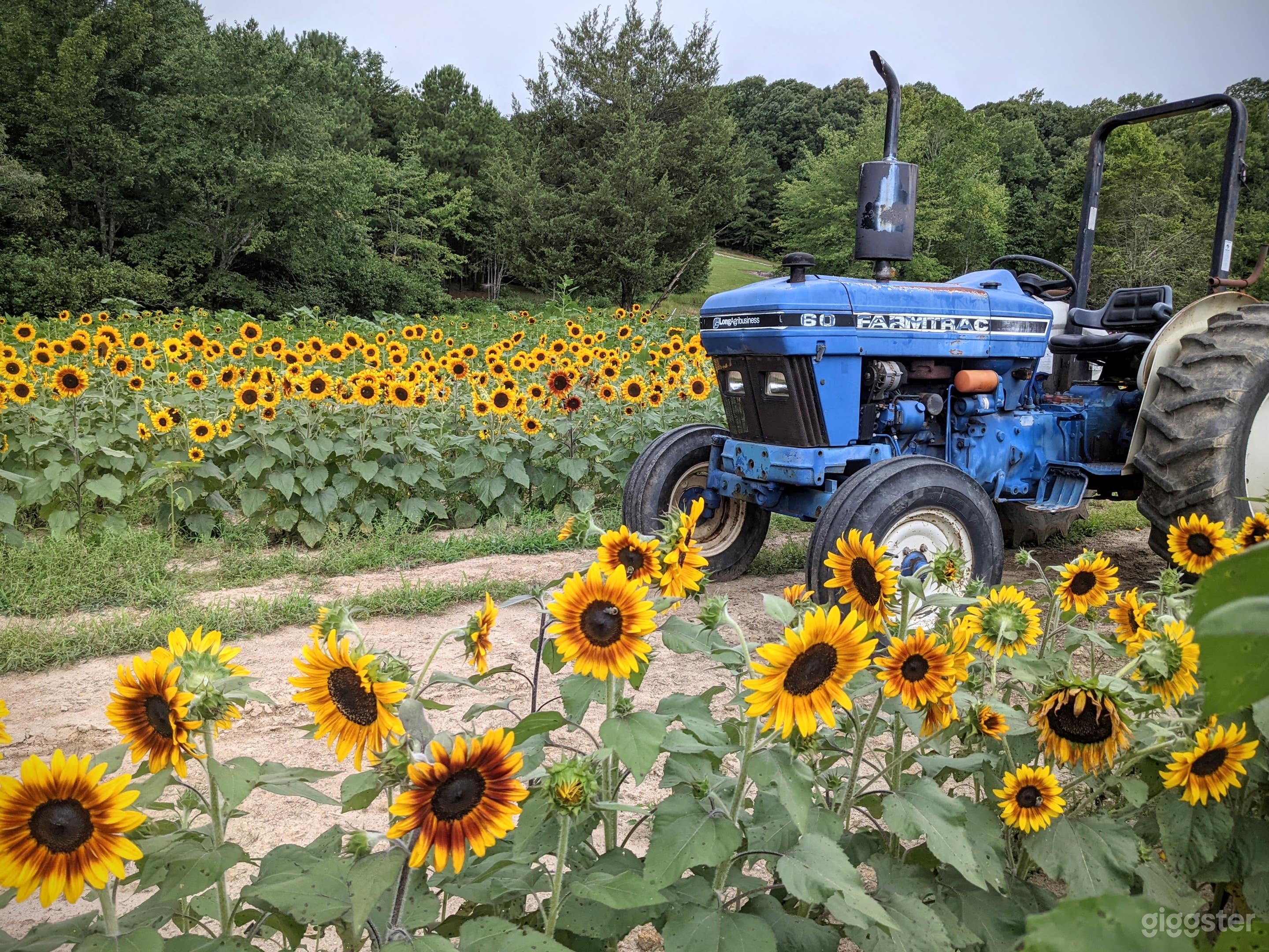 Woods Tree Farm Photo 1