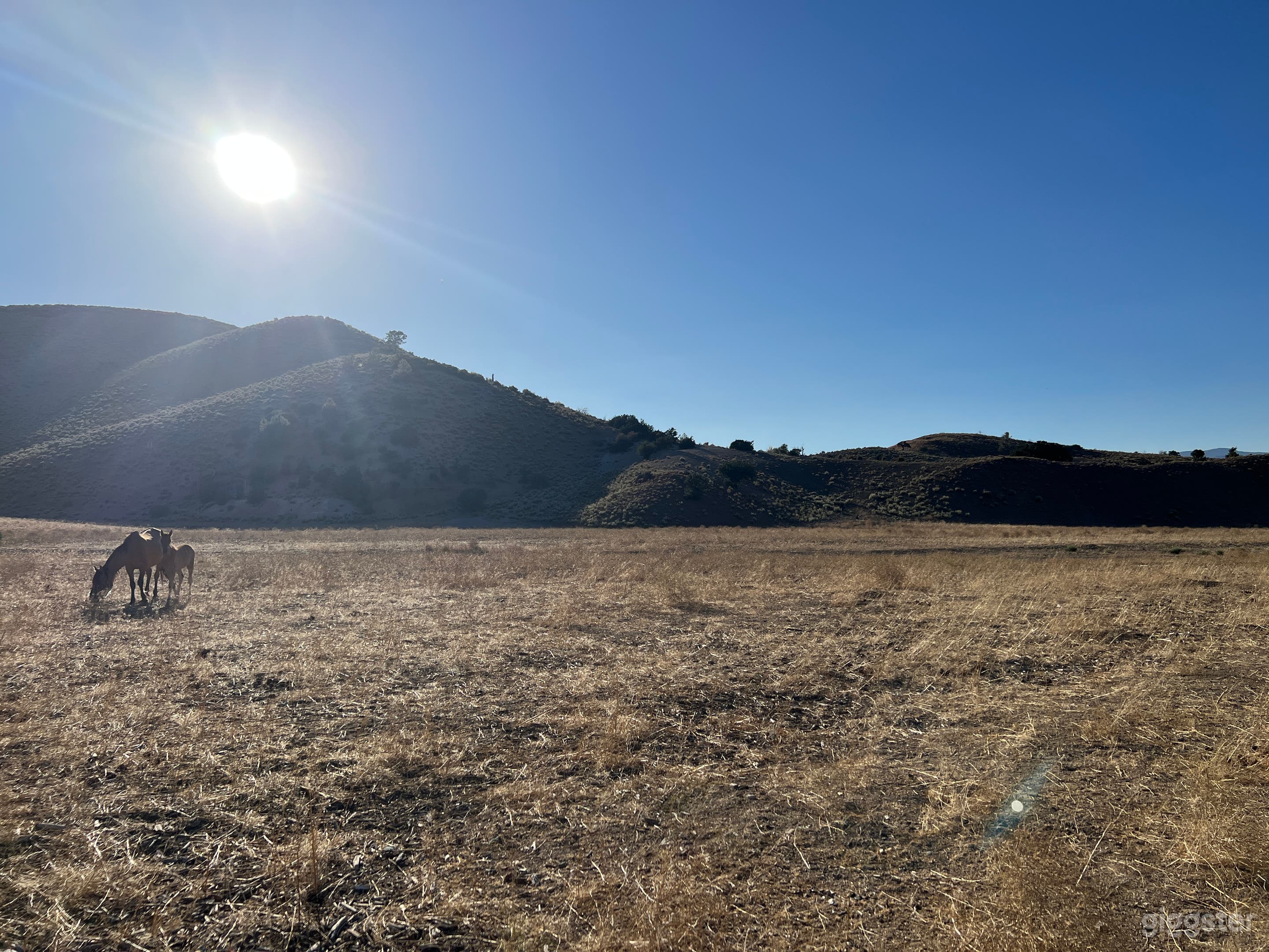 The Mustangs Ranch Photo 4