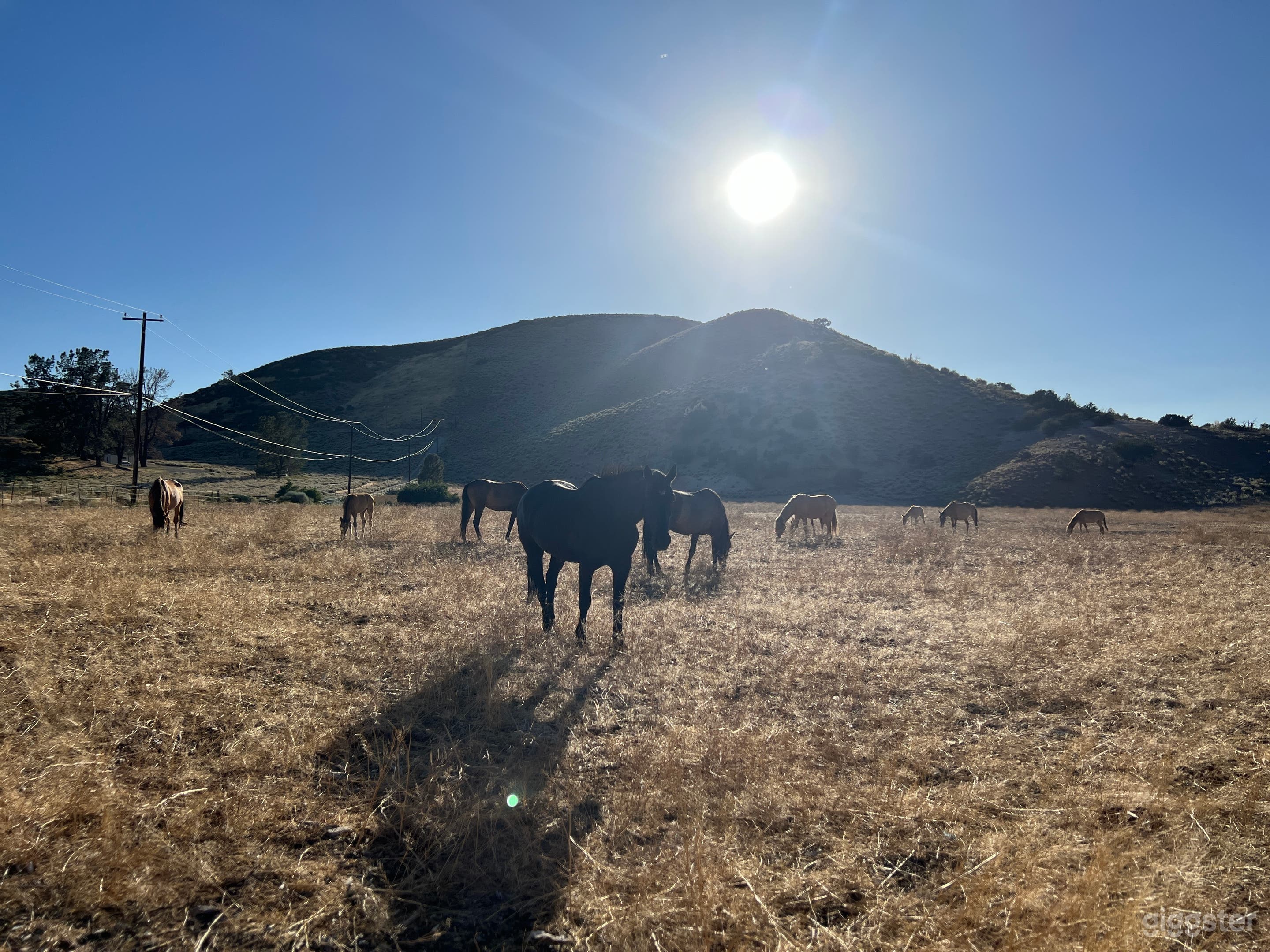 The Mustangs Ranch Photo 2