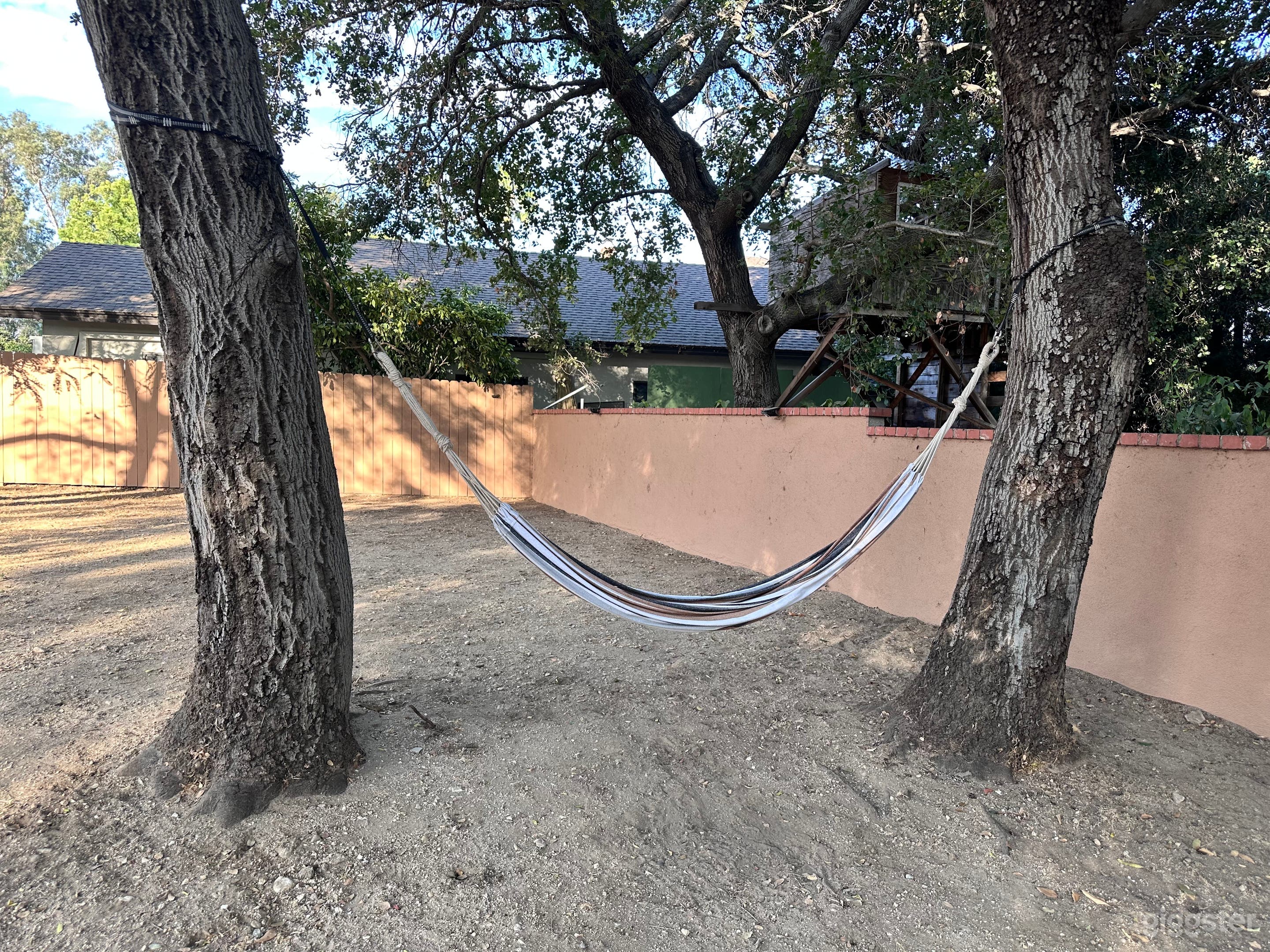 Oak trees and hammock