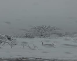   Winter Views of Yard After Winter Storm 