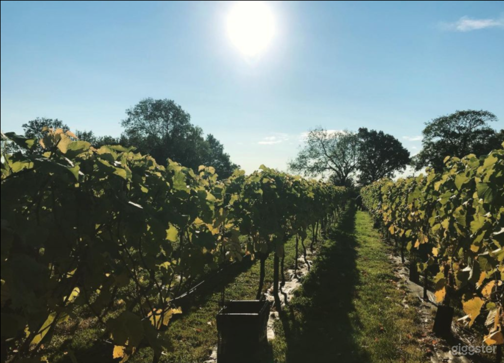 Amazing Vineyard in Nun Monkton Photo 3