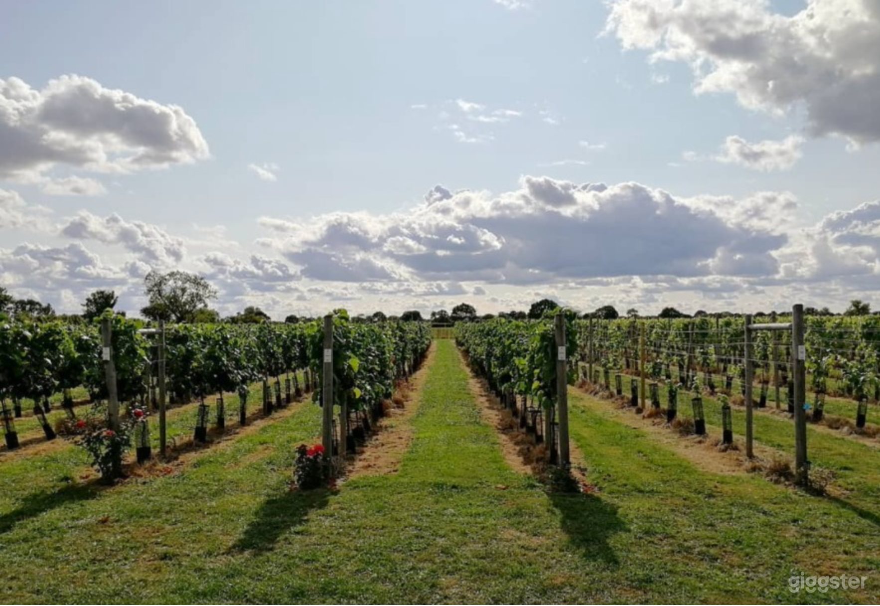 Amazing Vineyard in Nun Monkton Photo 4