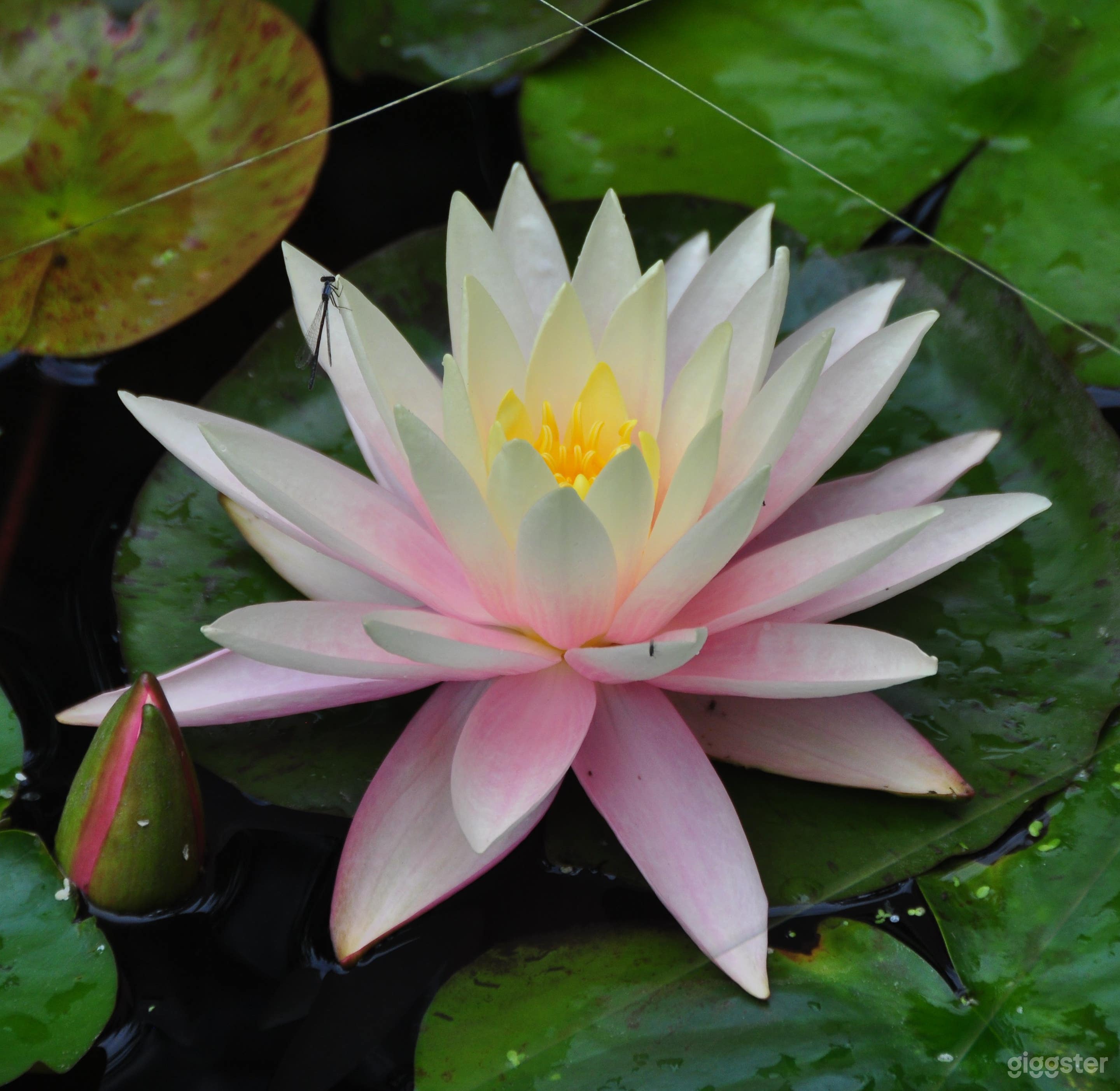 Thyme Japanese Garden And Residence Photo 2