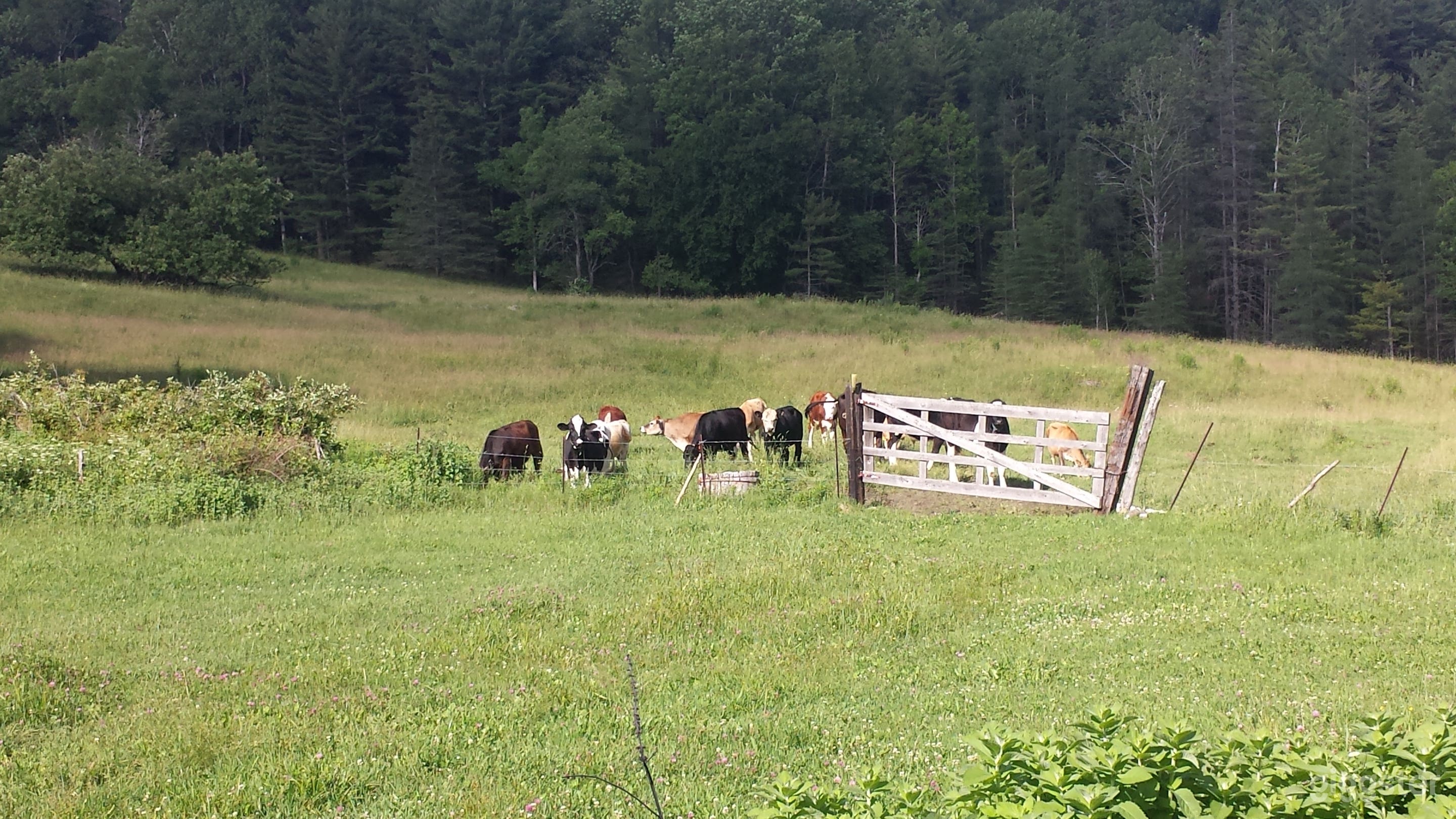 New England Farm House on 500 Acres Photo 2