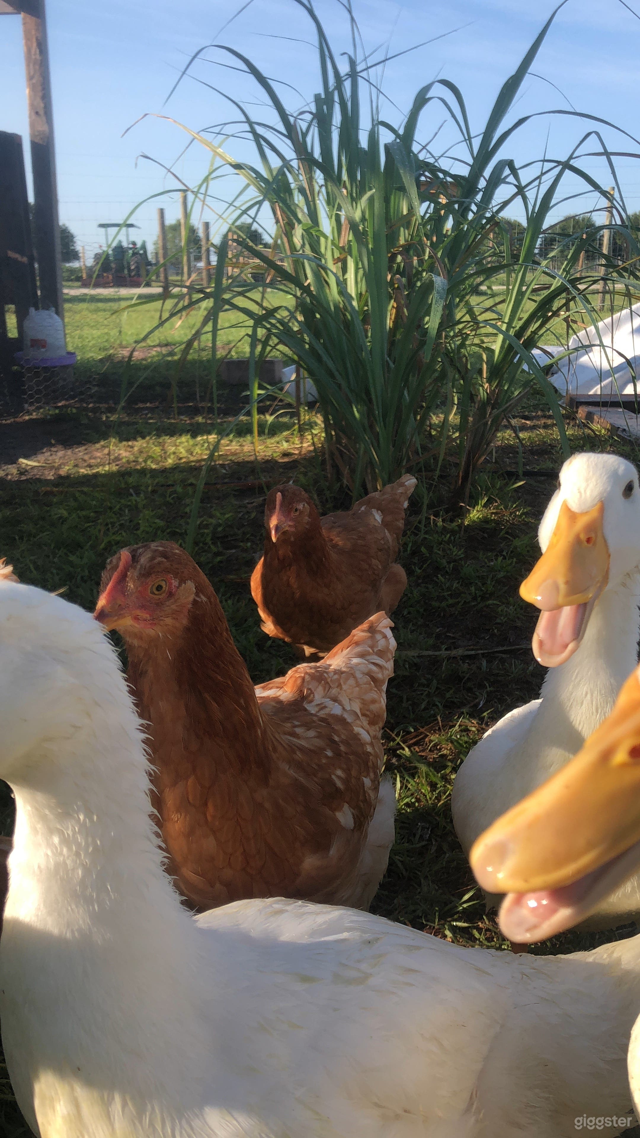 Spacious Family Ranch and Farm Animals Photo 2